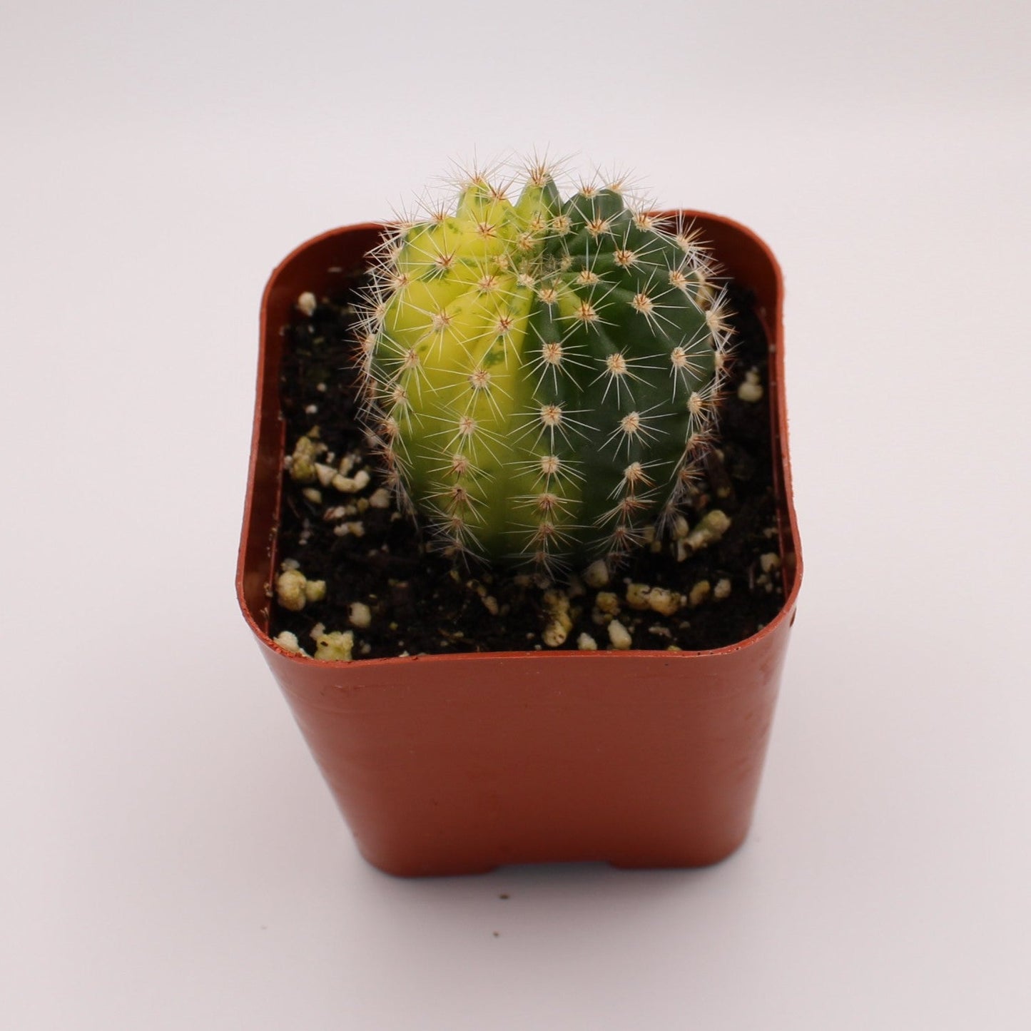 Notocactus Uebelmannianus Variegated