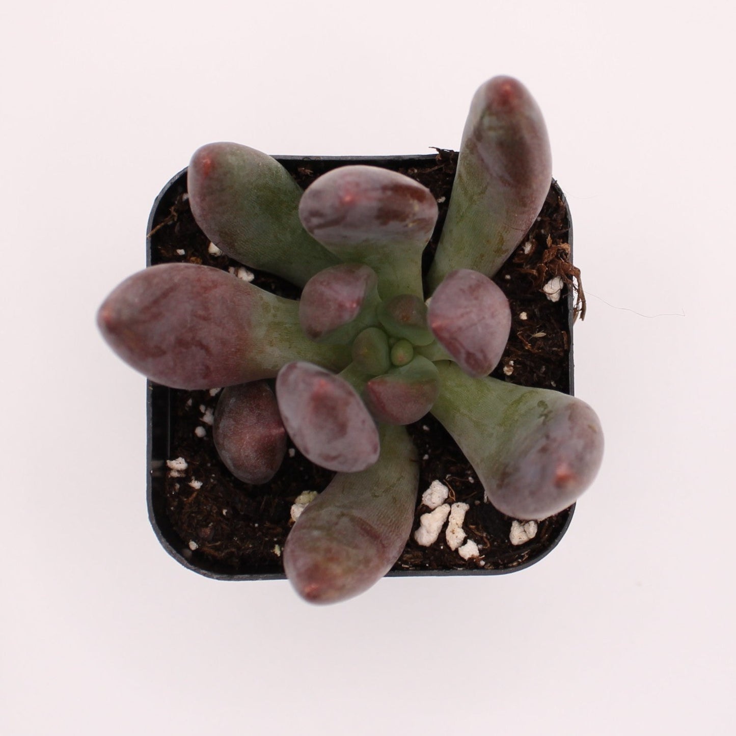 Pachysedum Ganzhou
