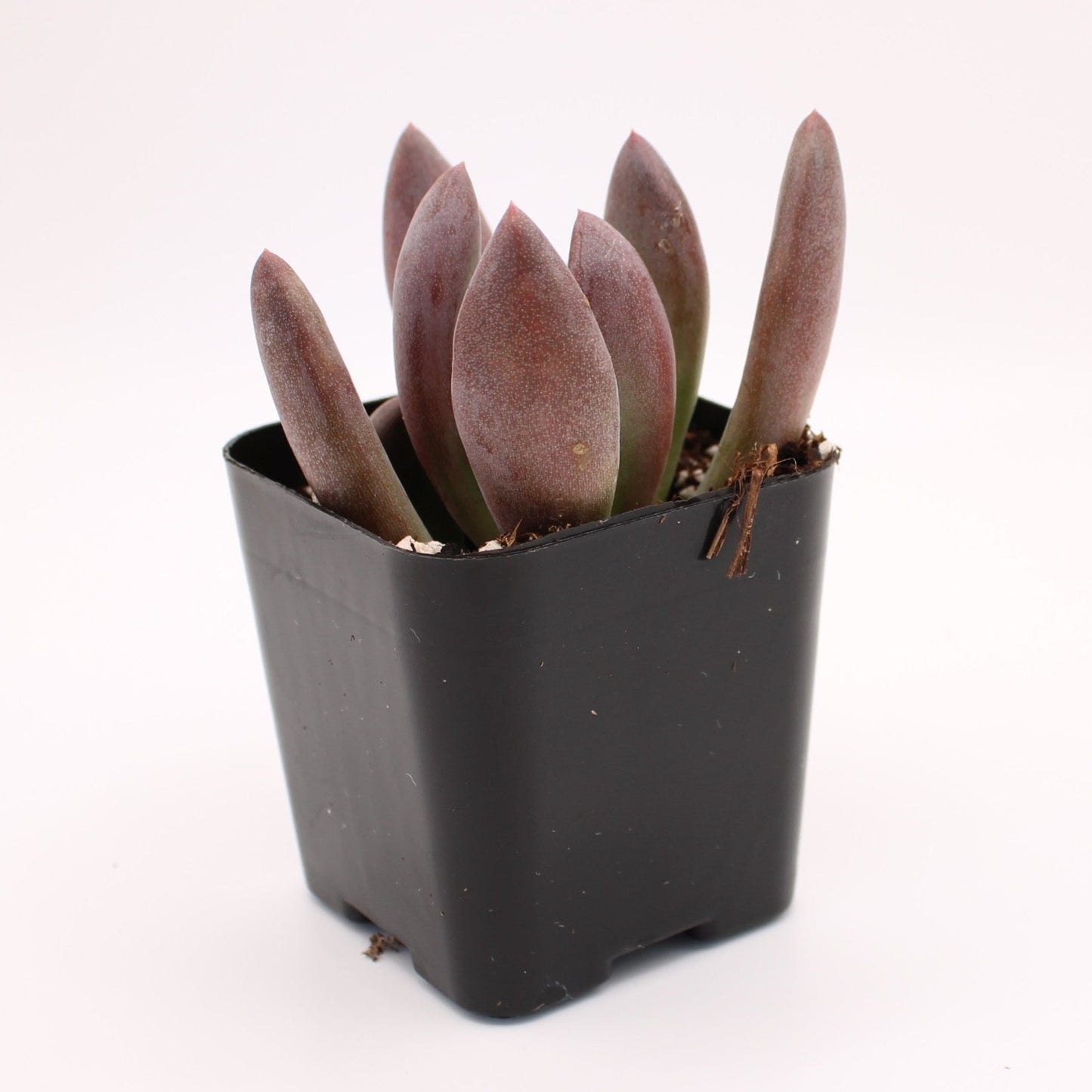 Pachysedum Ganzhou