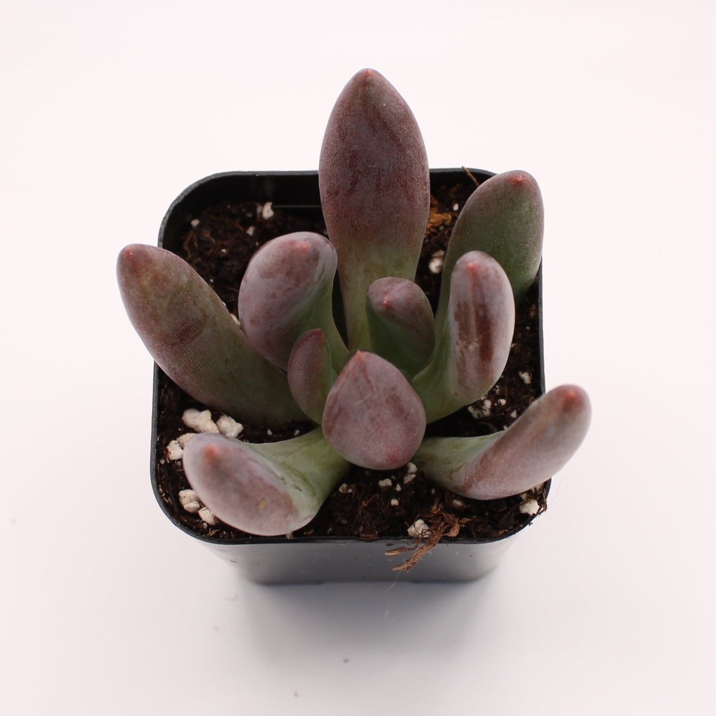 Pachysedum Ganzhou