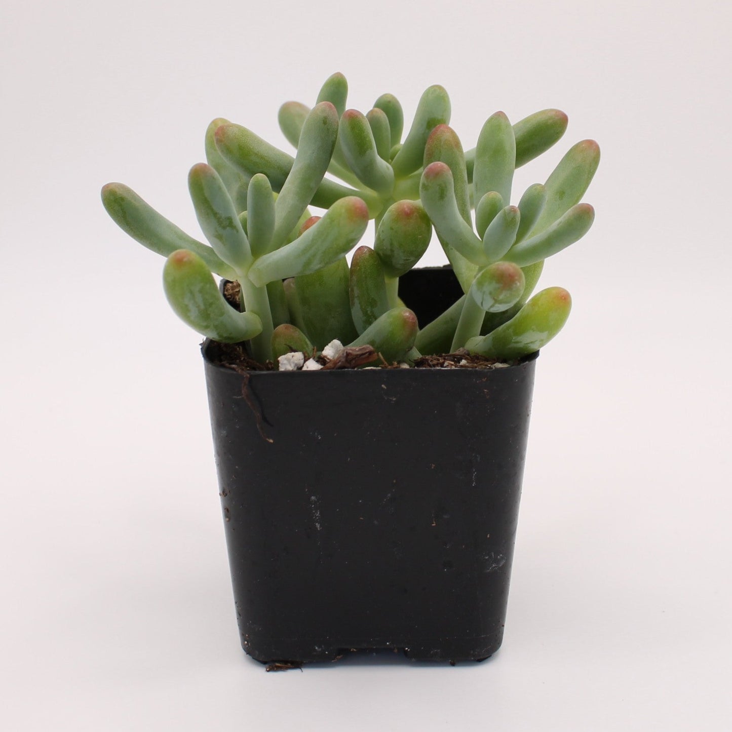 Sedum Jelly Beans