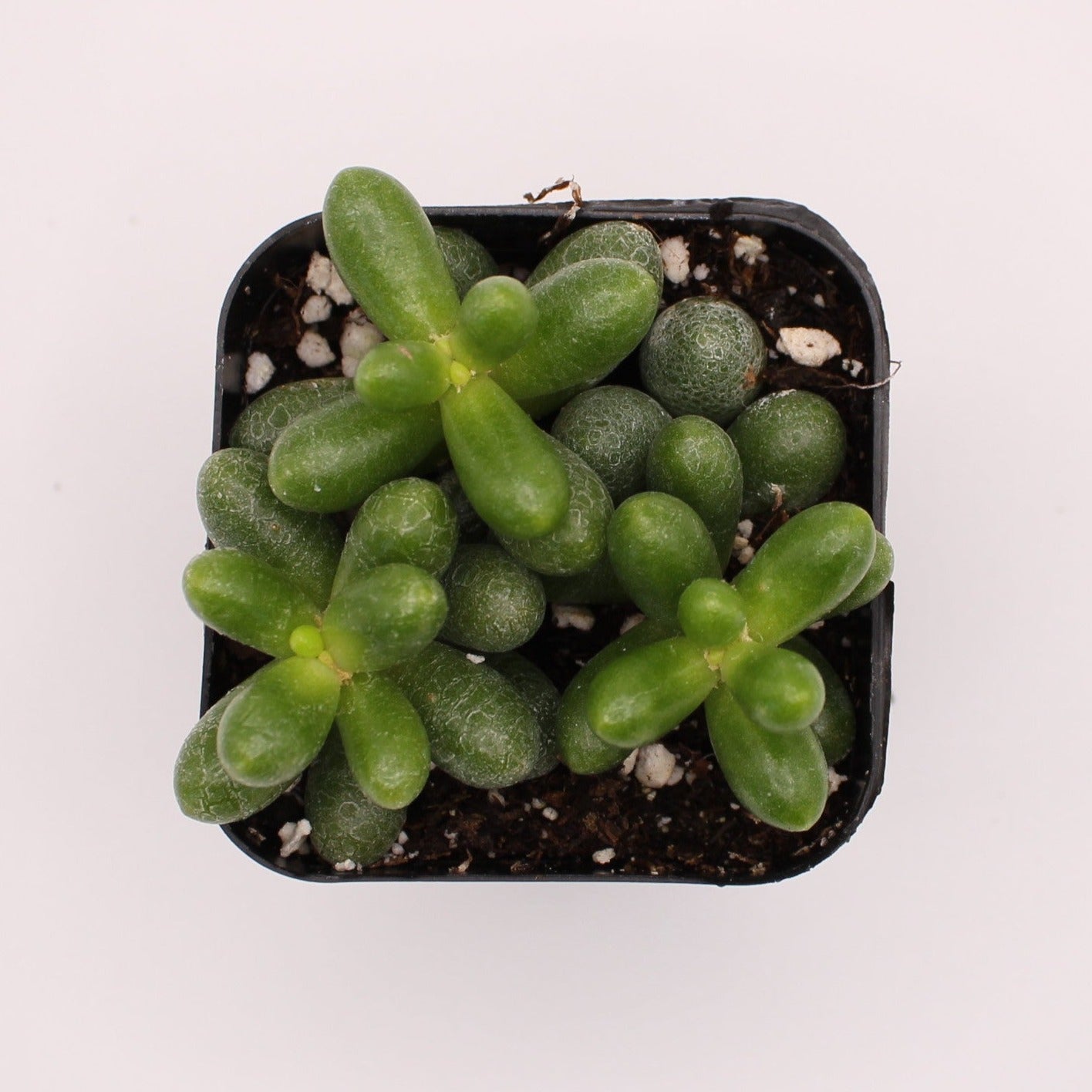 black sedum succulent Sedum Hernandezii – Perfectly Rooted Succulents