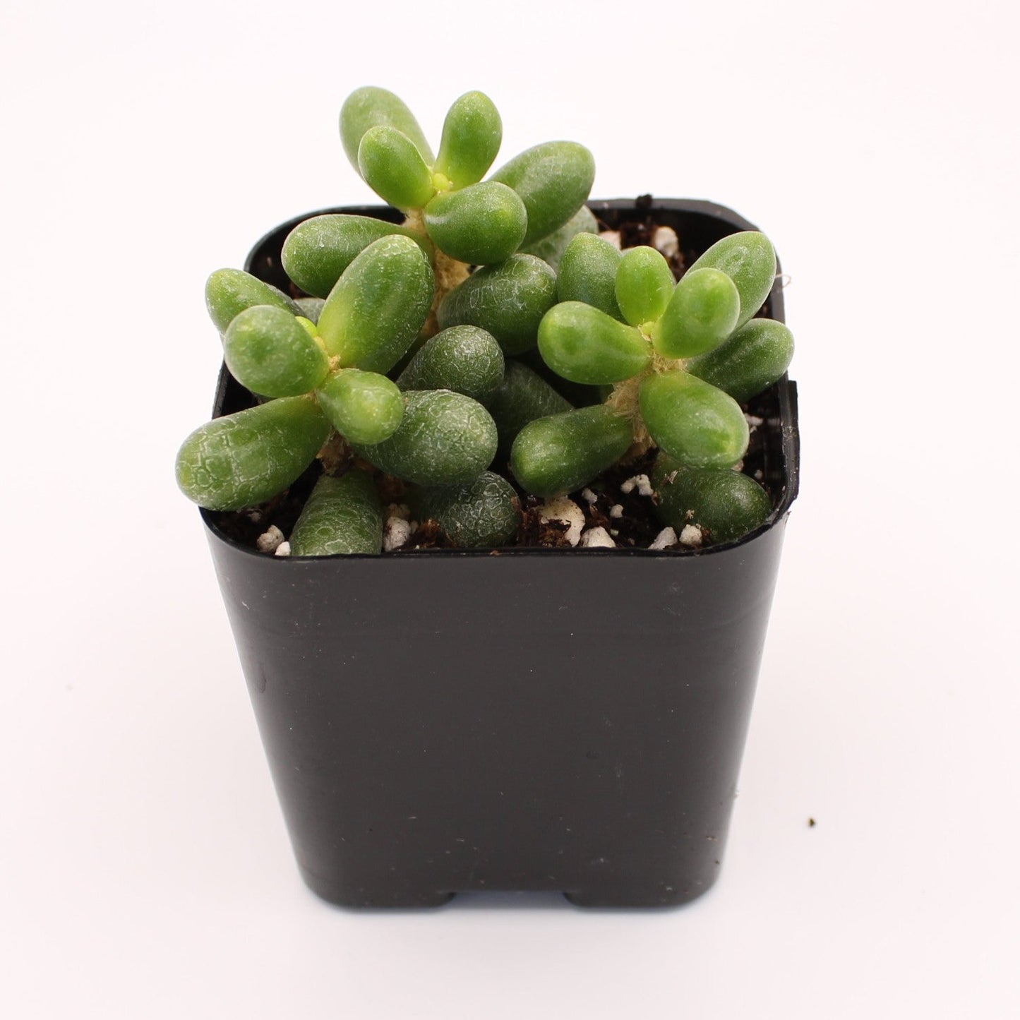 Sedum Hernandezii