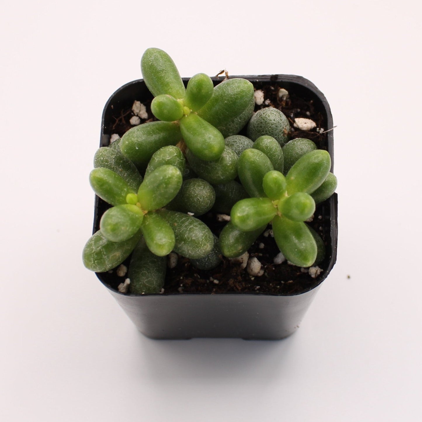Sedum Hernandezii