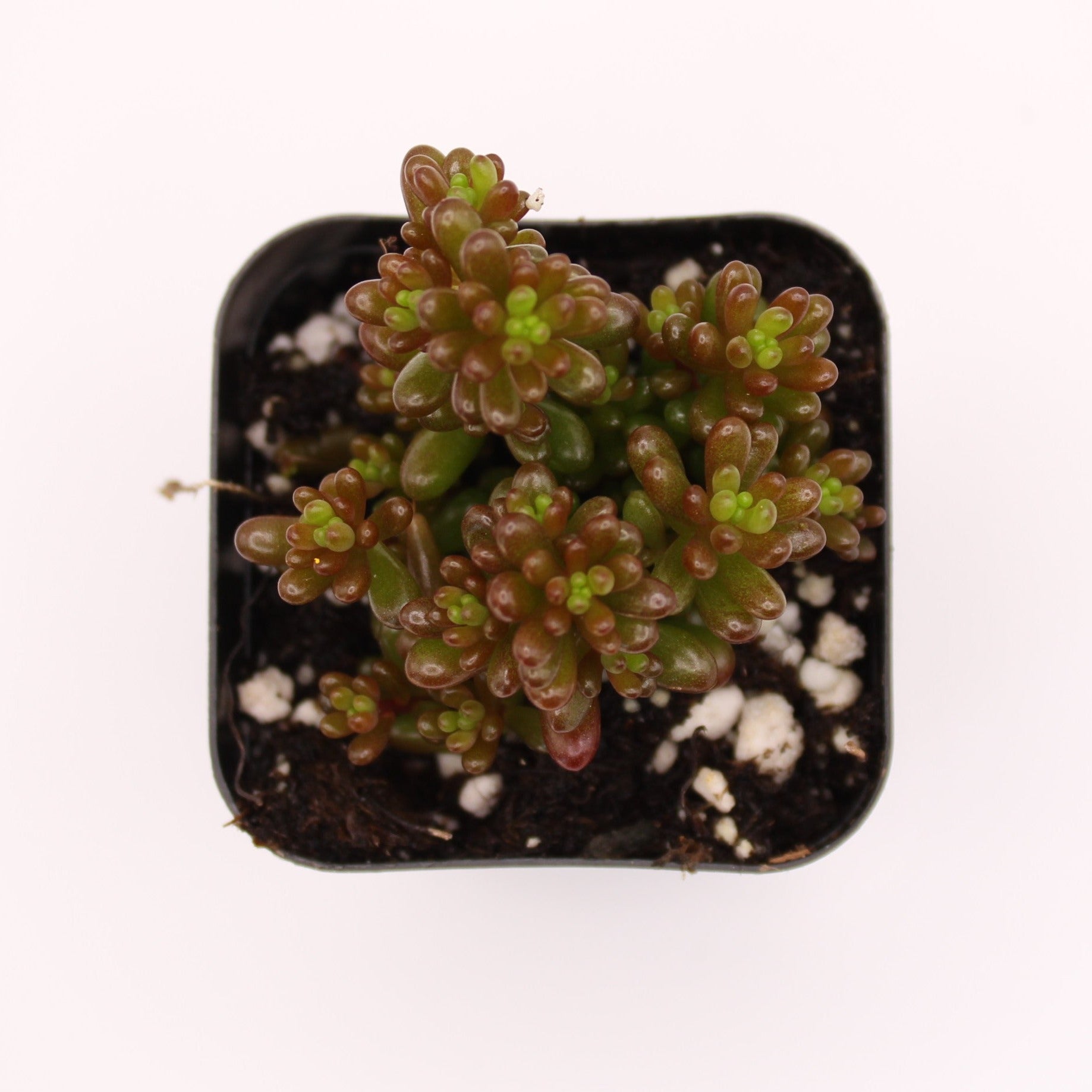 mini me succulent Sedum Mini Me – Perfectly Rooted Succulents