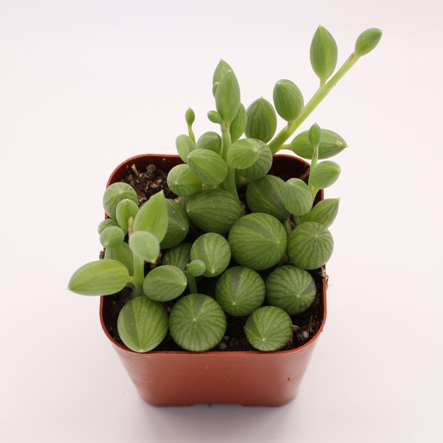 Senecio String of Watermelons