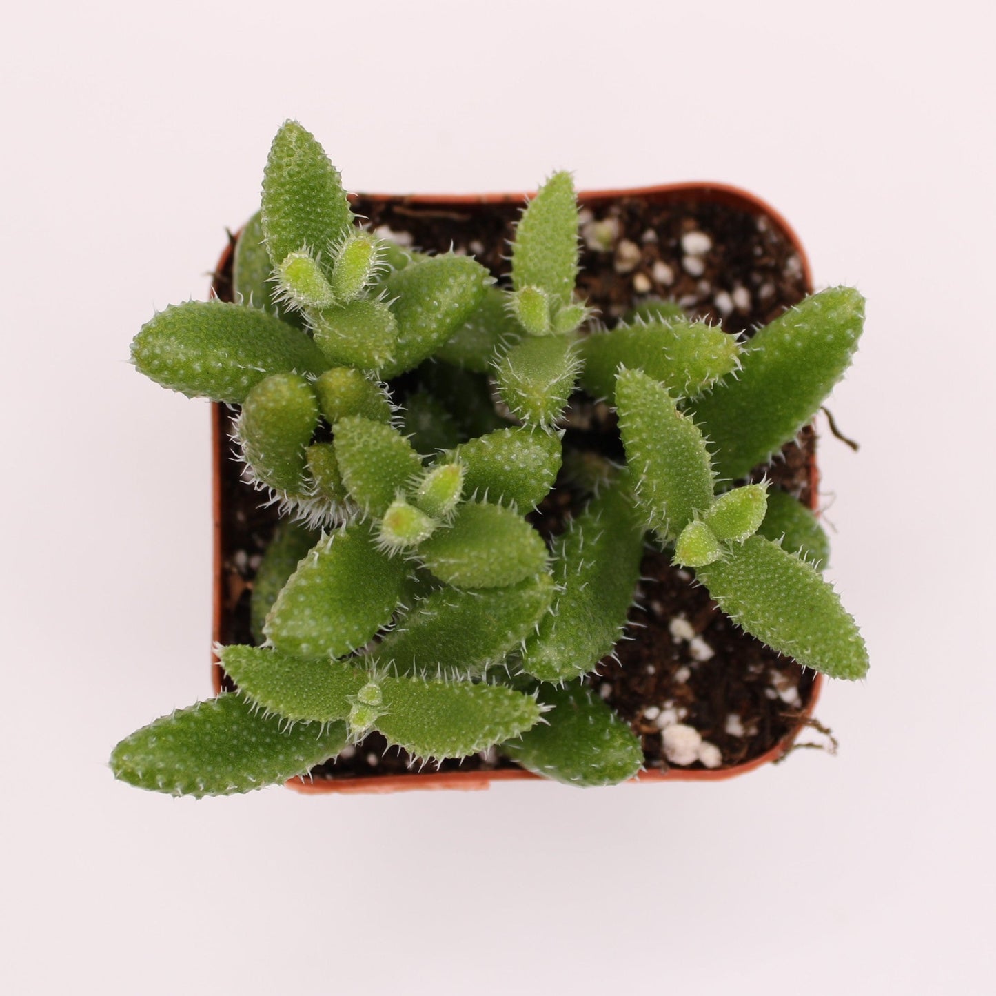 Delosperma Echinatum Pickle Plant
