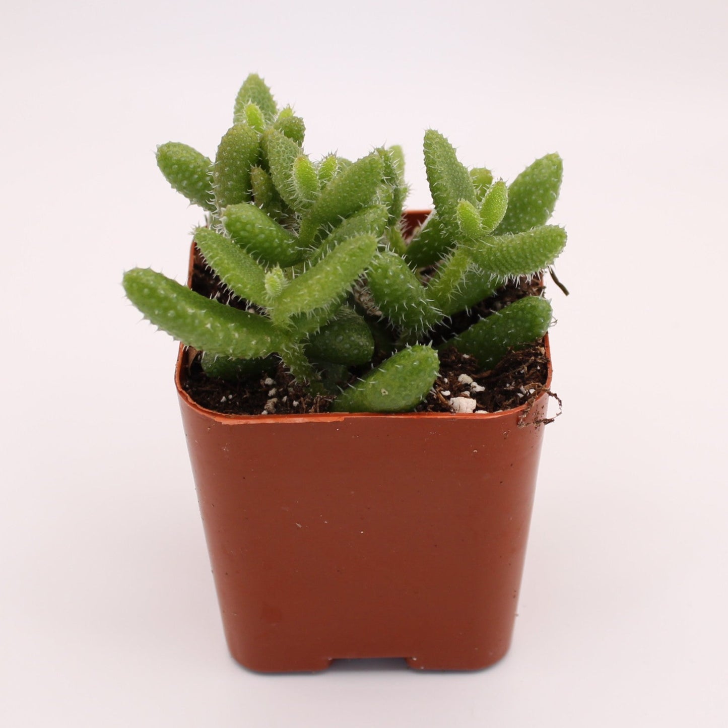 Delosperma Echinatum Pickle Plant