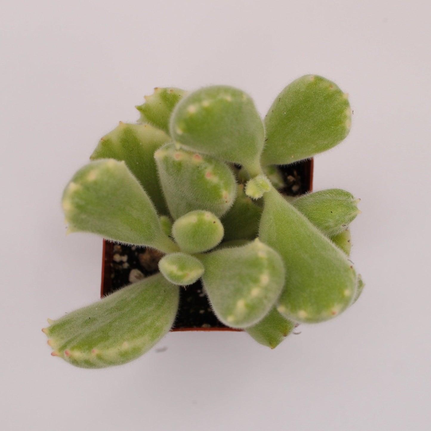 Cotyledon Variegated Bear's Paw