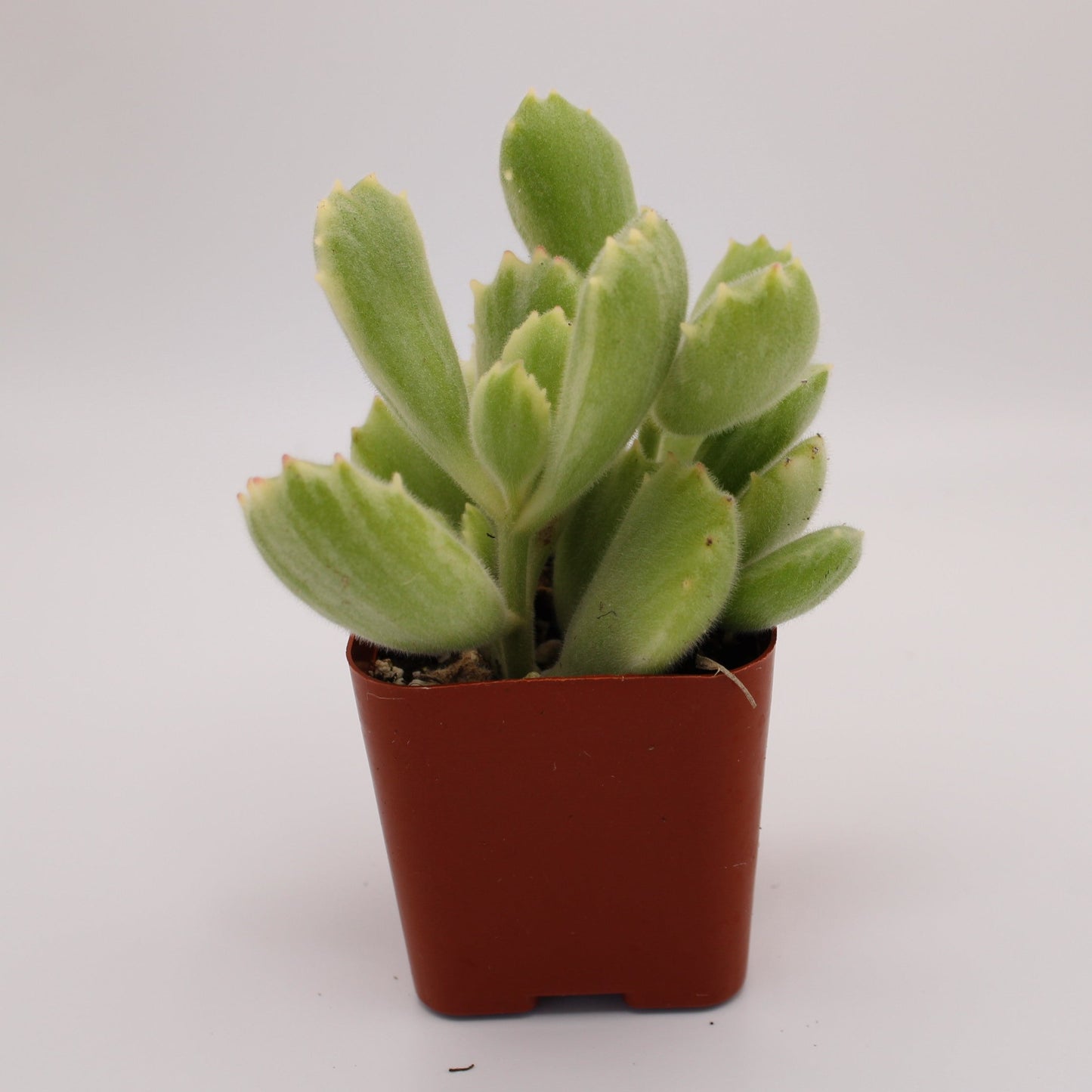 Cotyledon Variegated Bear's Paw