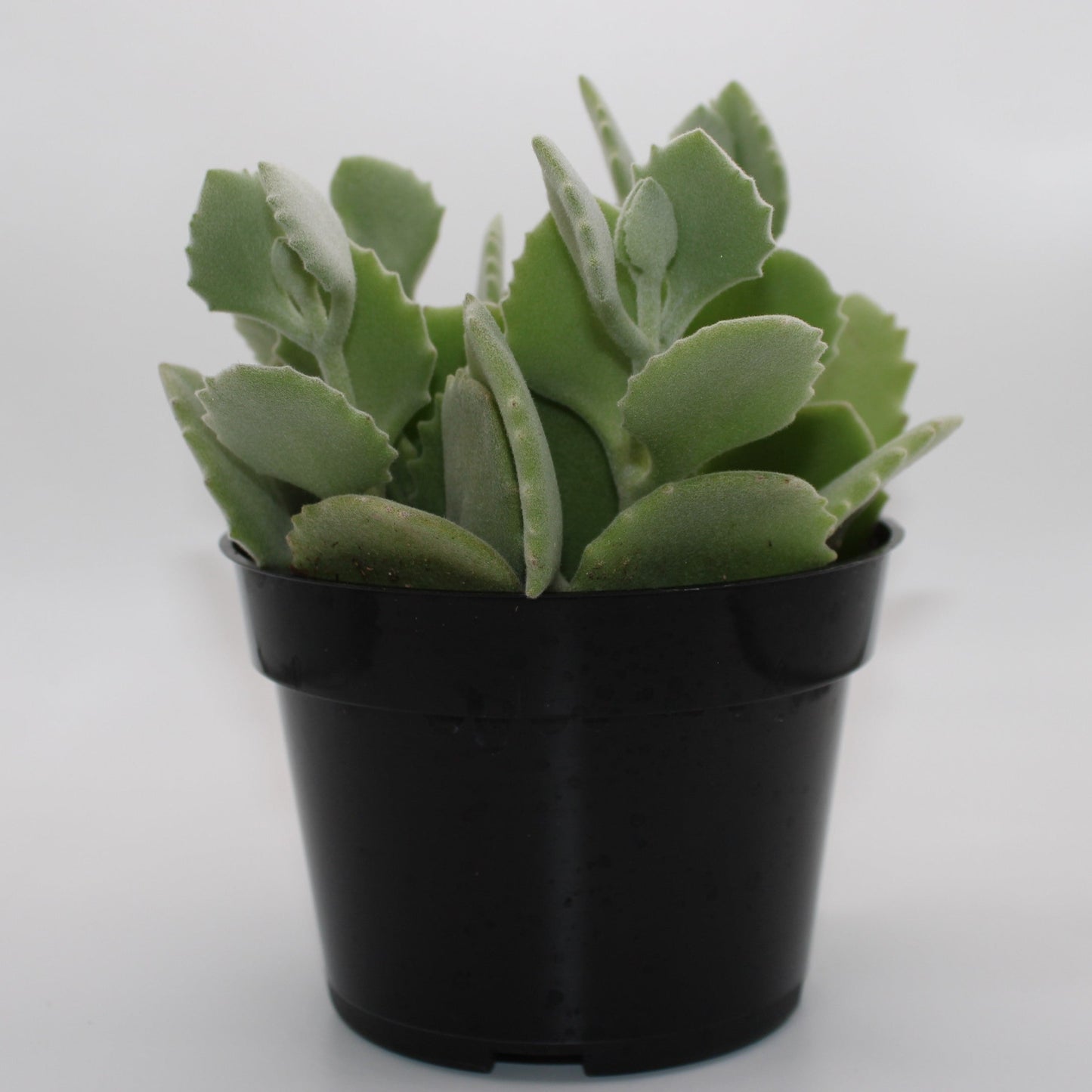 Kalanchoe Millotii