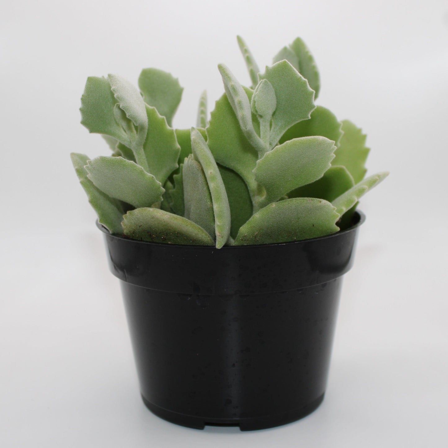Kalanchoe Millotii
