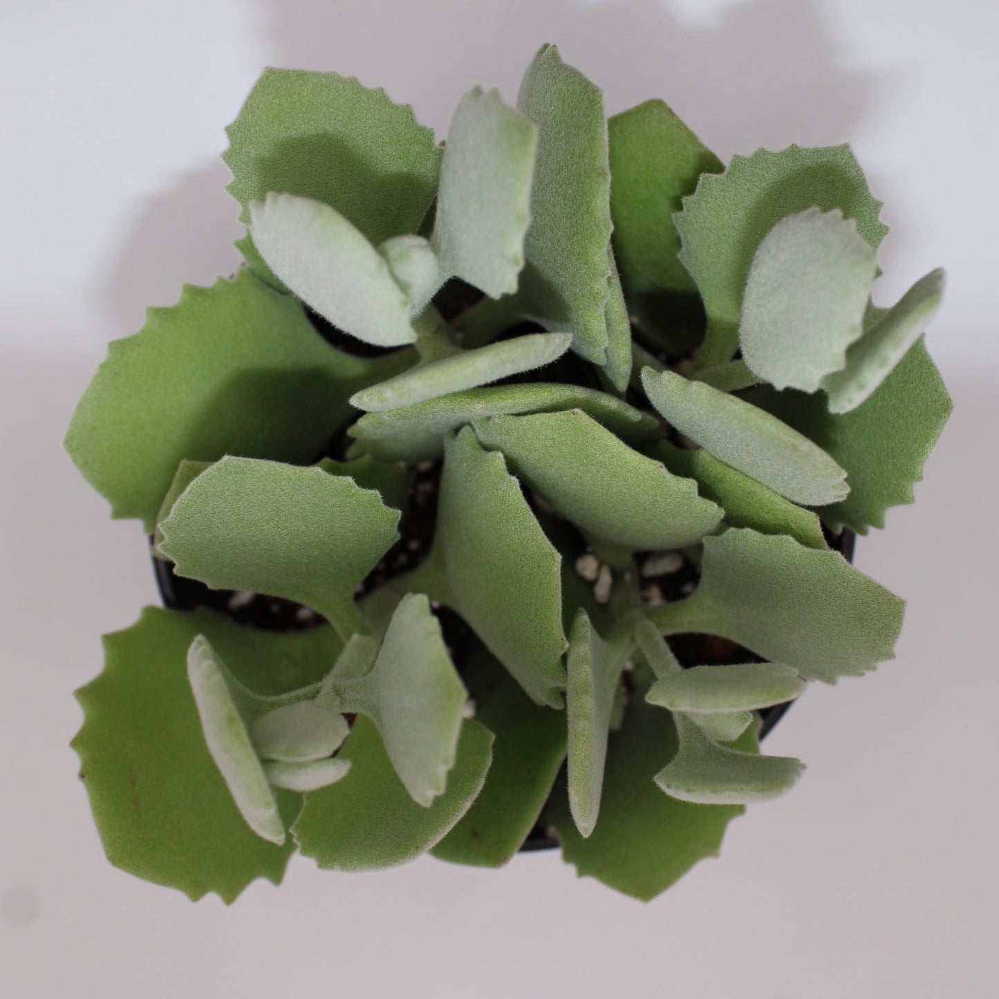 Kalanchoe Millotii
