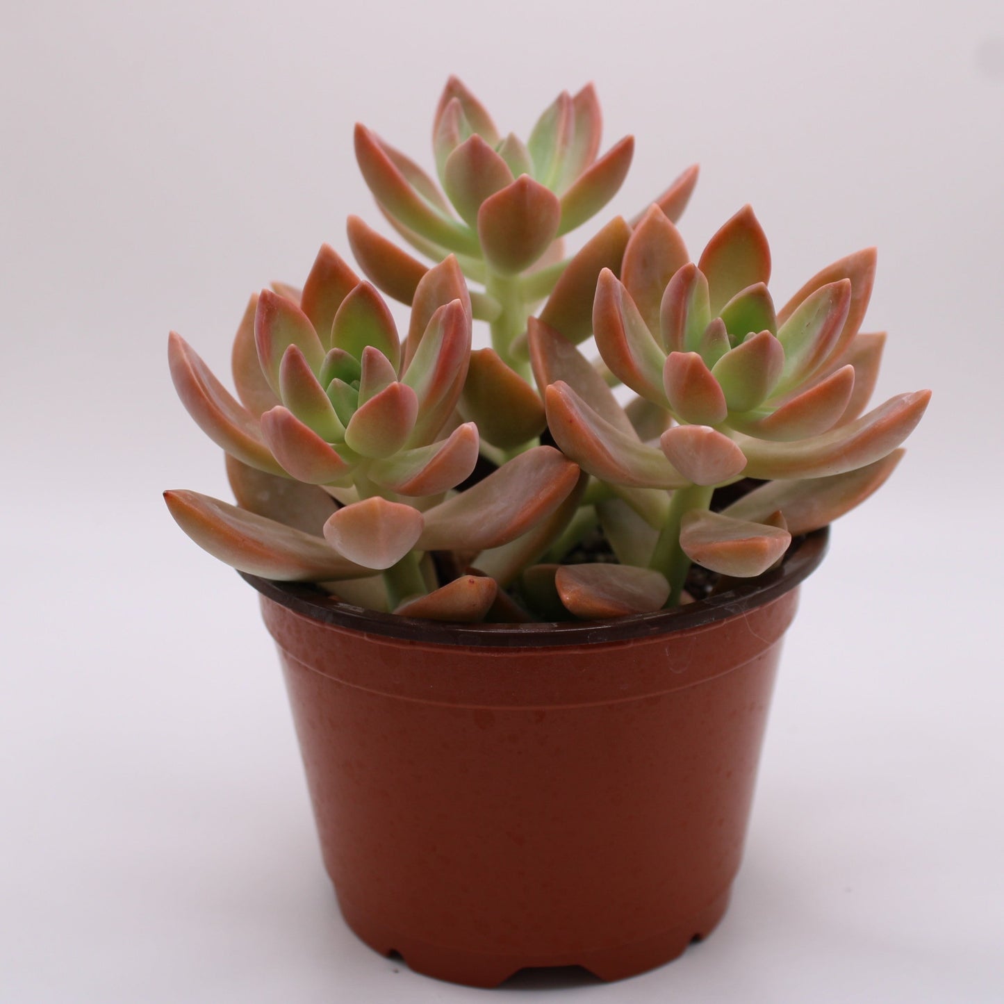 Graptopetalum Frank Reinelt