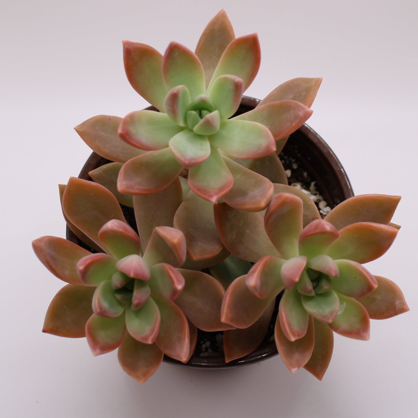 Graptopetalum Frank Reinelt