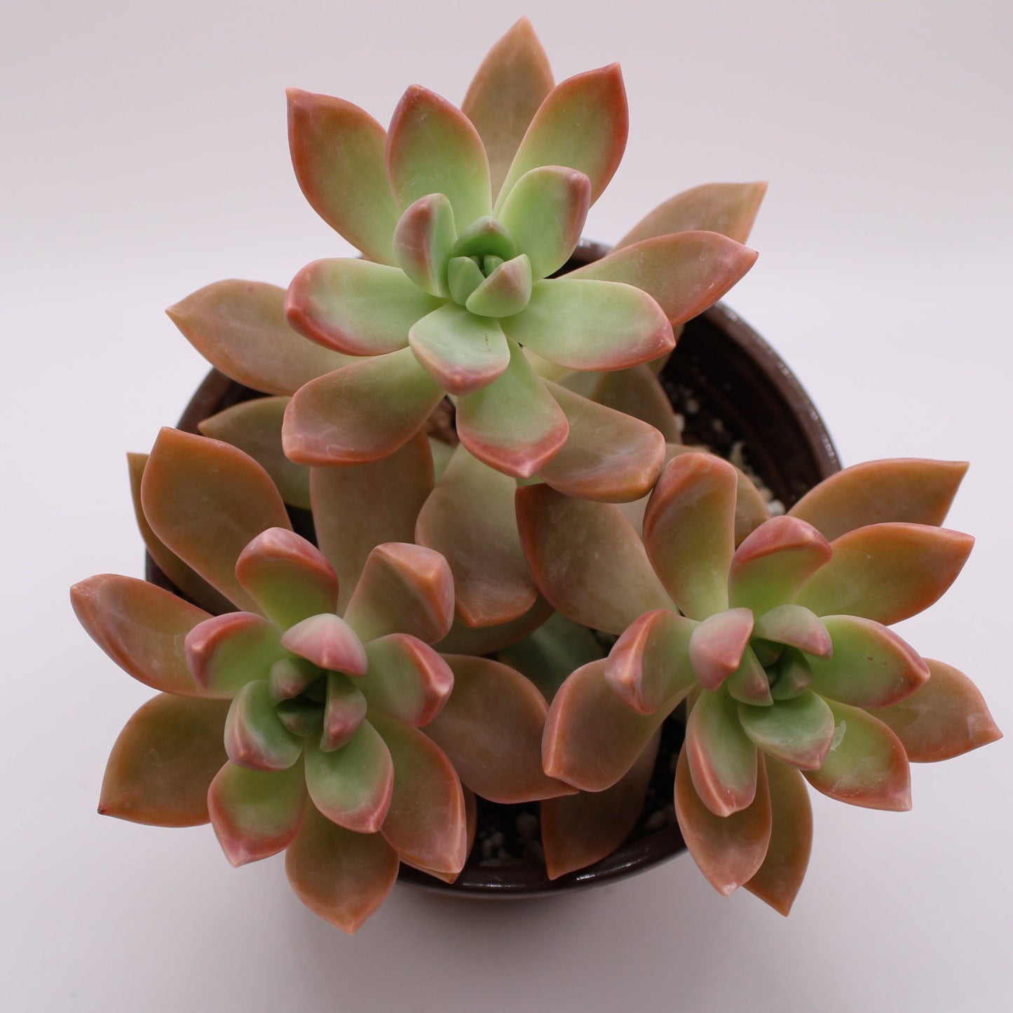 Graptopetalum Frank Reinelt
