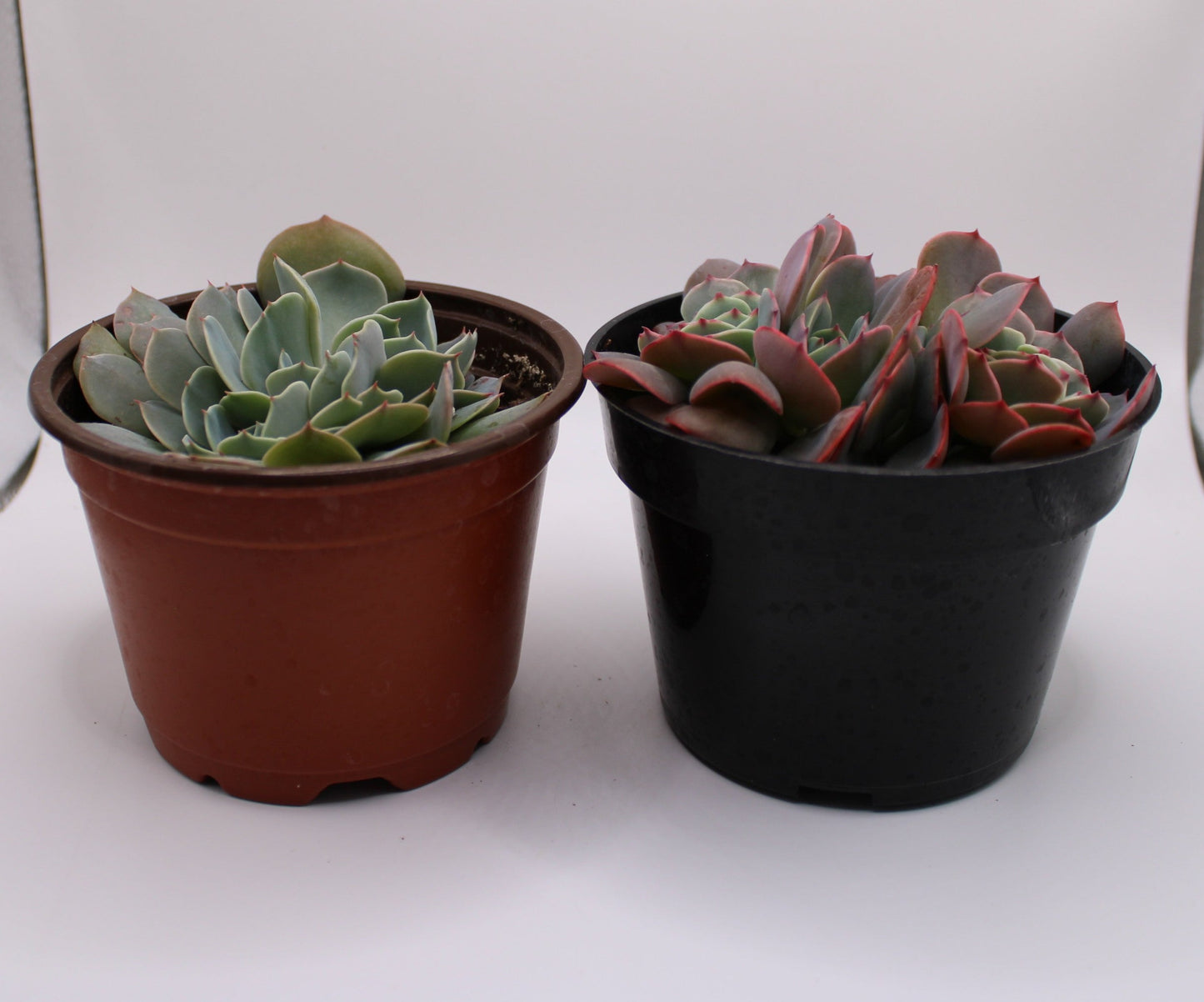 Crested Echeveria Bundle