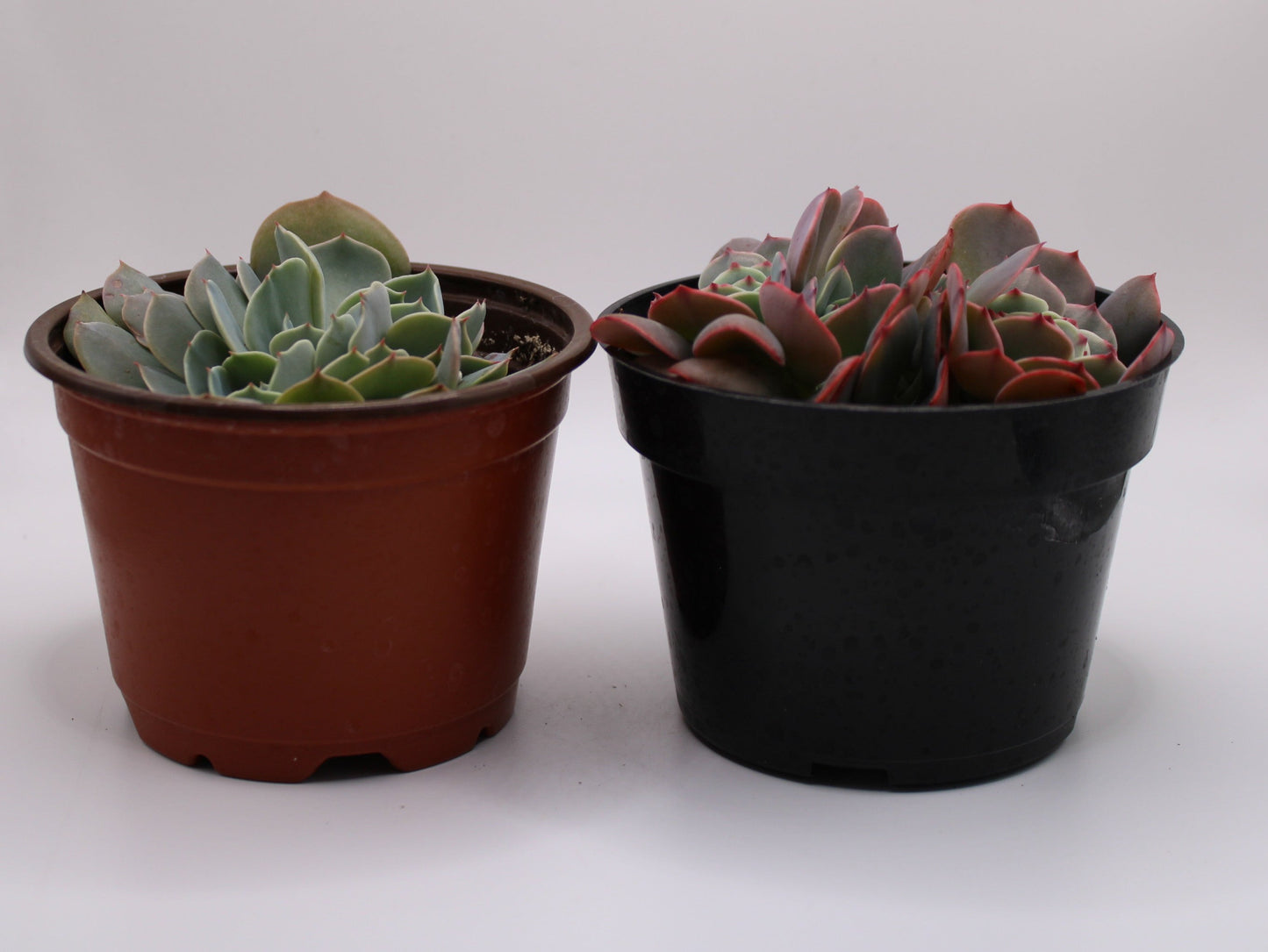 Crested Echeveria Bundle