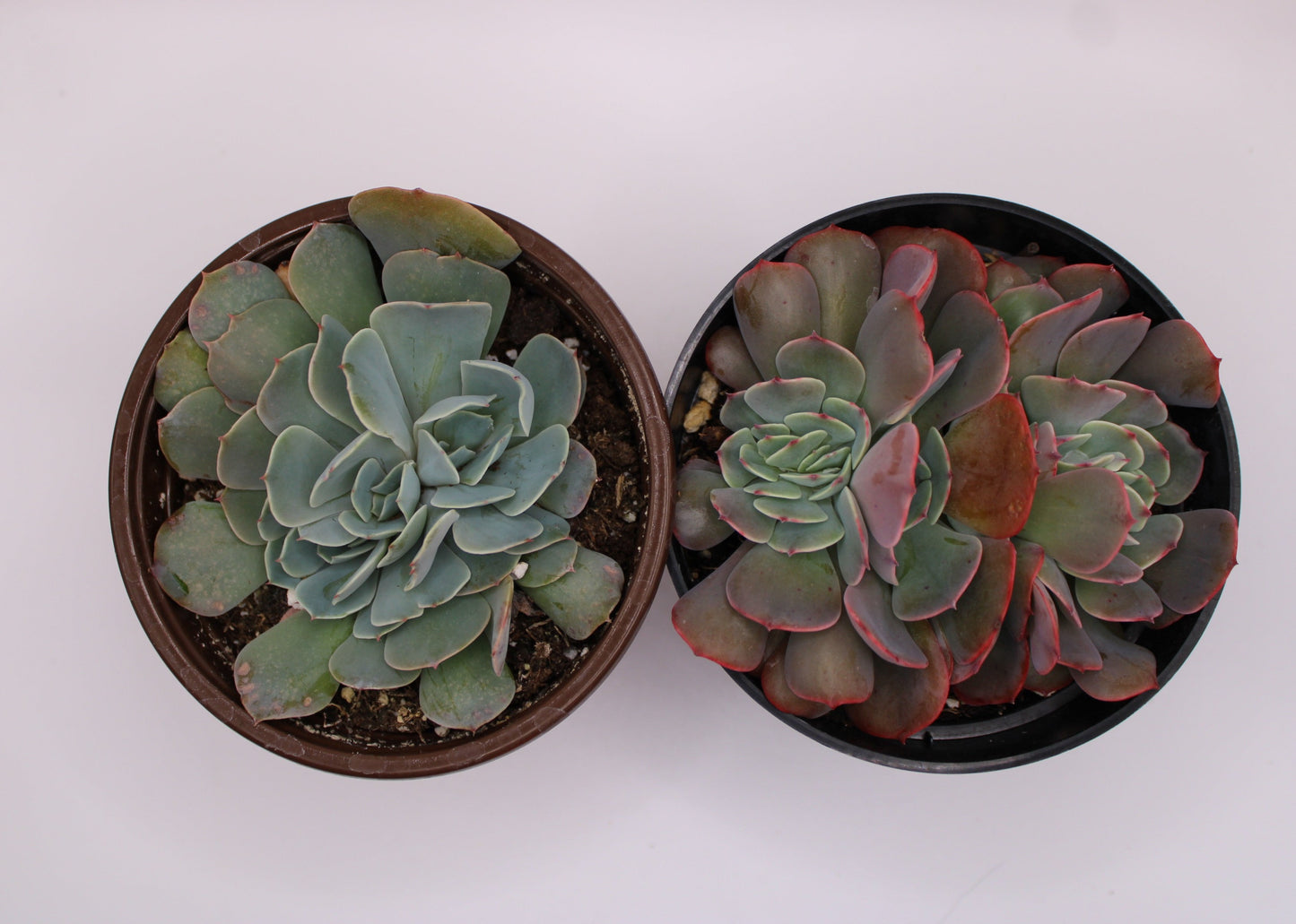 Crested Echeveria Bundle