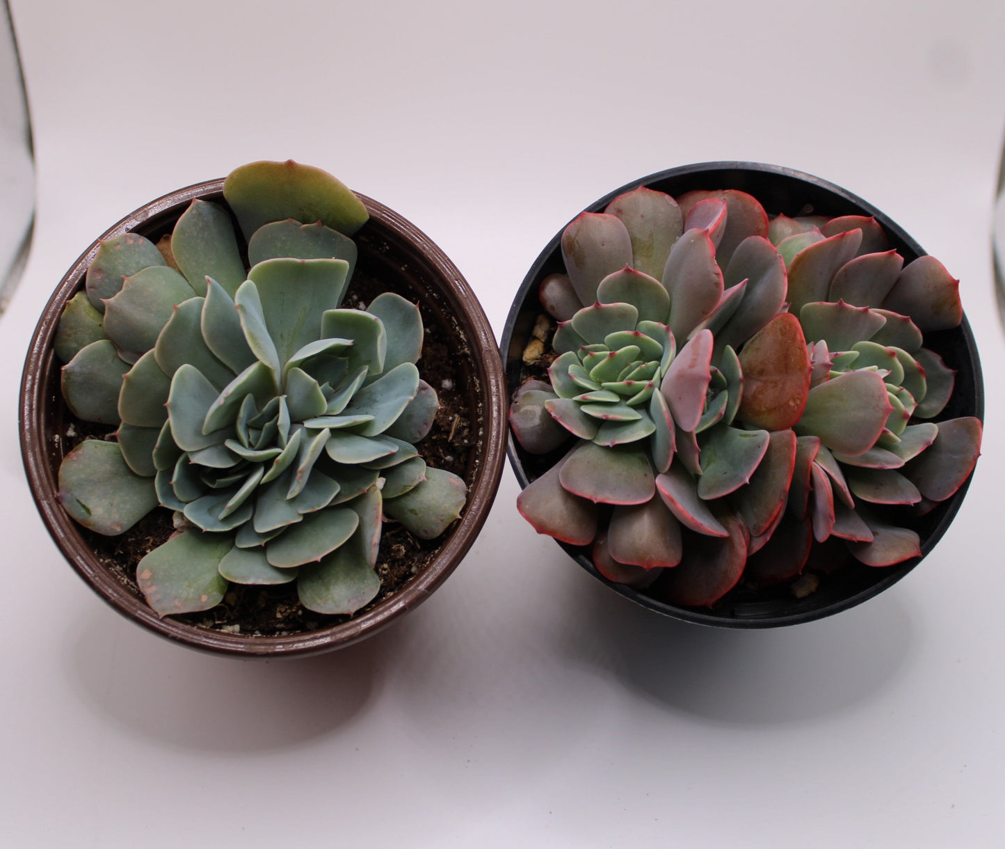 Crested Echeveria Bundle