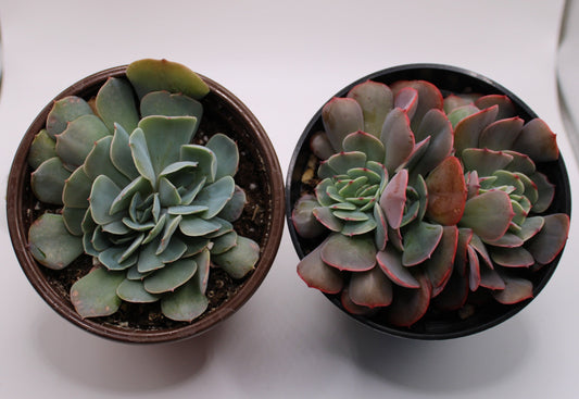 Crested Echeveria Bundle