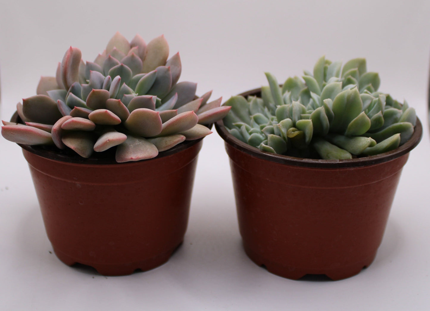 Crested Echeveria Bundle
