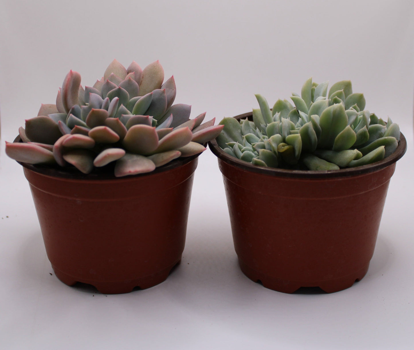 Crested Echeveria Bundle