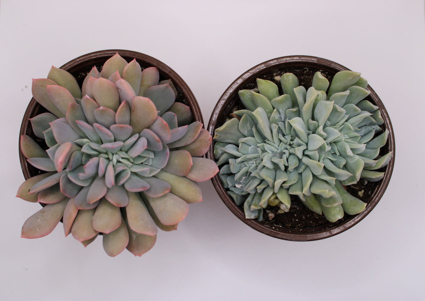 Crested Echeveria Bundle