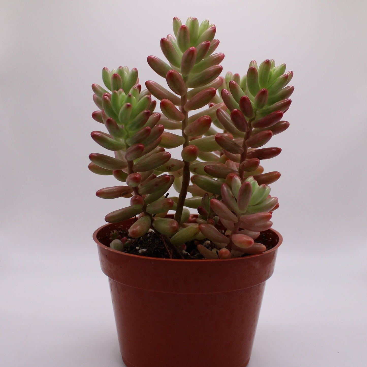 Sedum Aurora Pink Jelly Beans