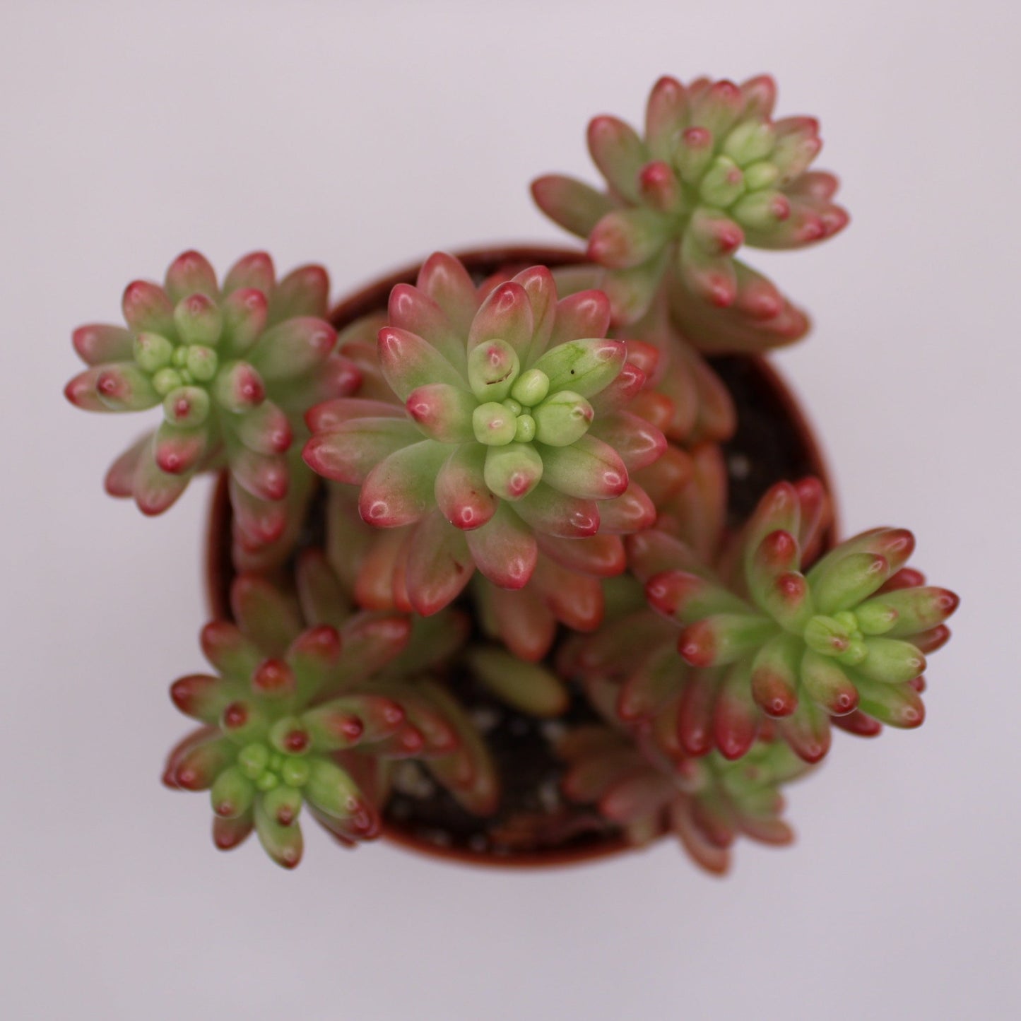 Sedum Aurora Pink Jelly Beans