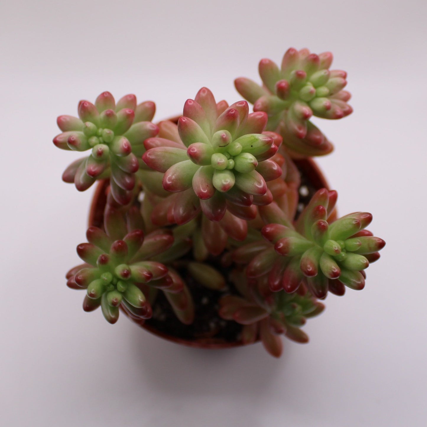 Sedum Aurora Pink Jelly Beans