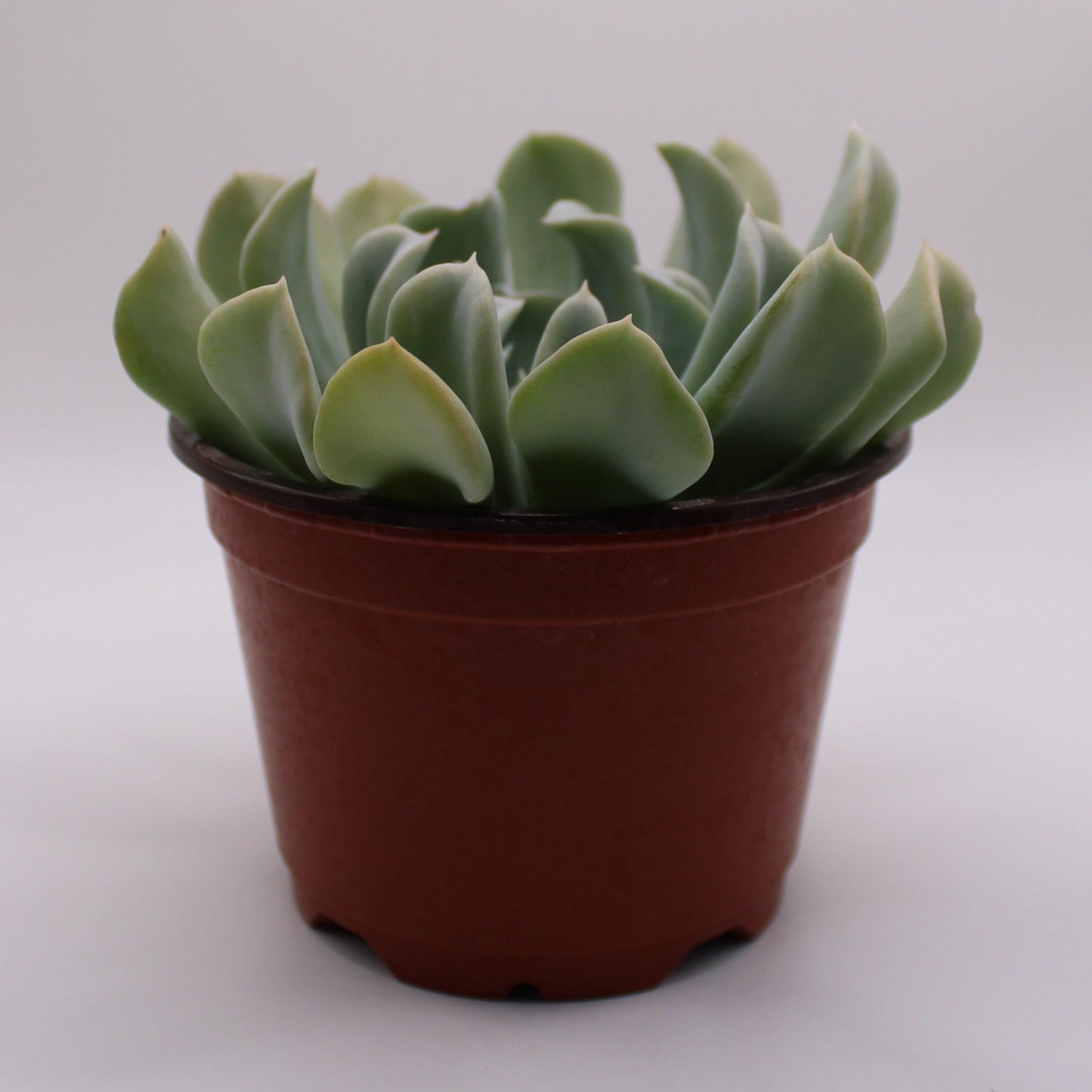 Echeveria Topsy Turvy