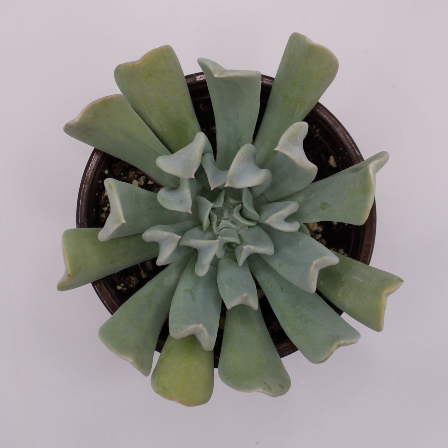 Echeveria Topsy Turvy