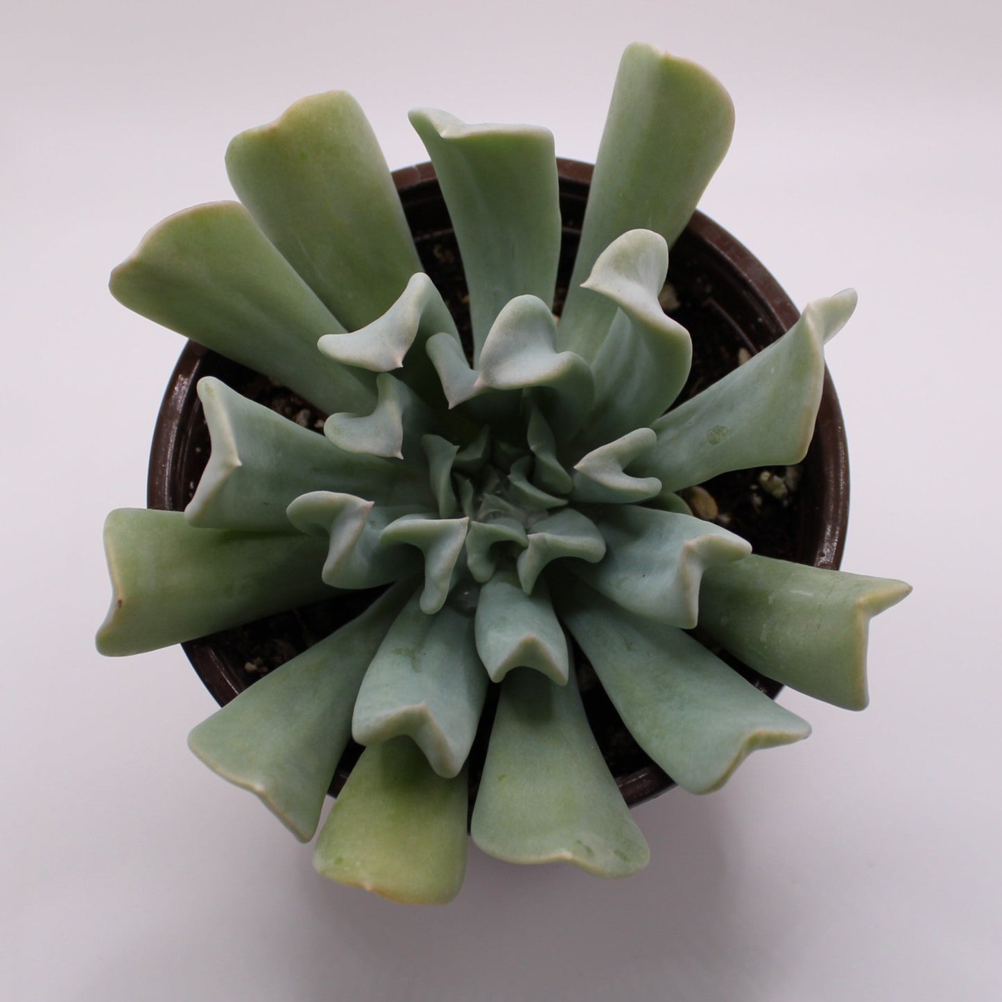 Echeveria Topsy Turvy