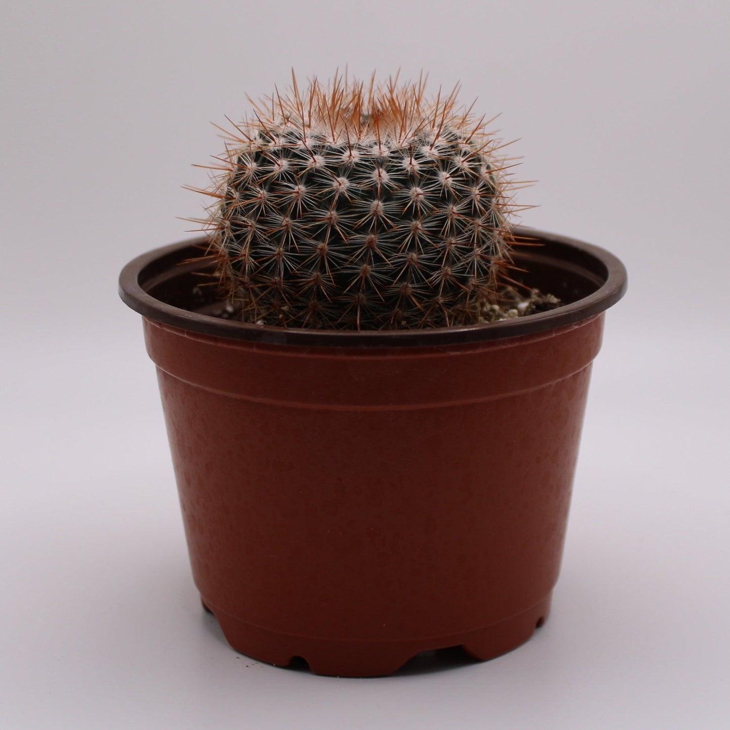 Parodia Silver Ball Cactus