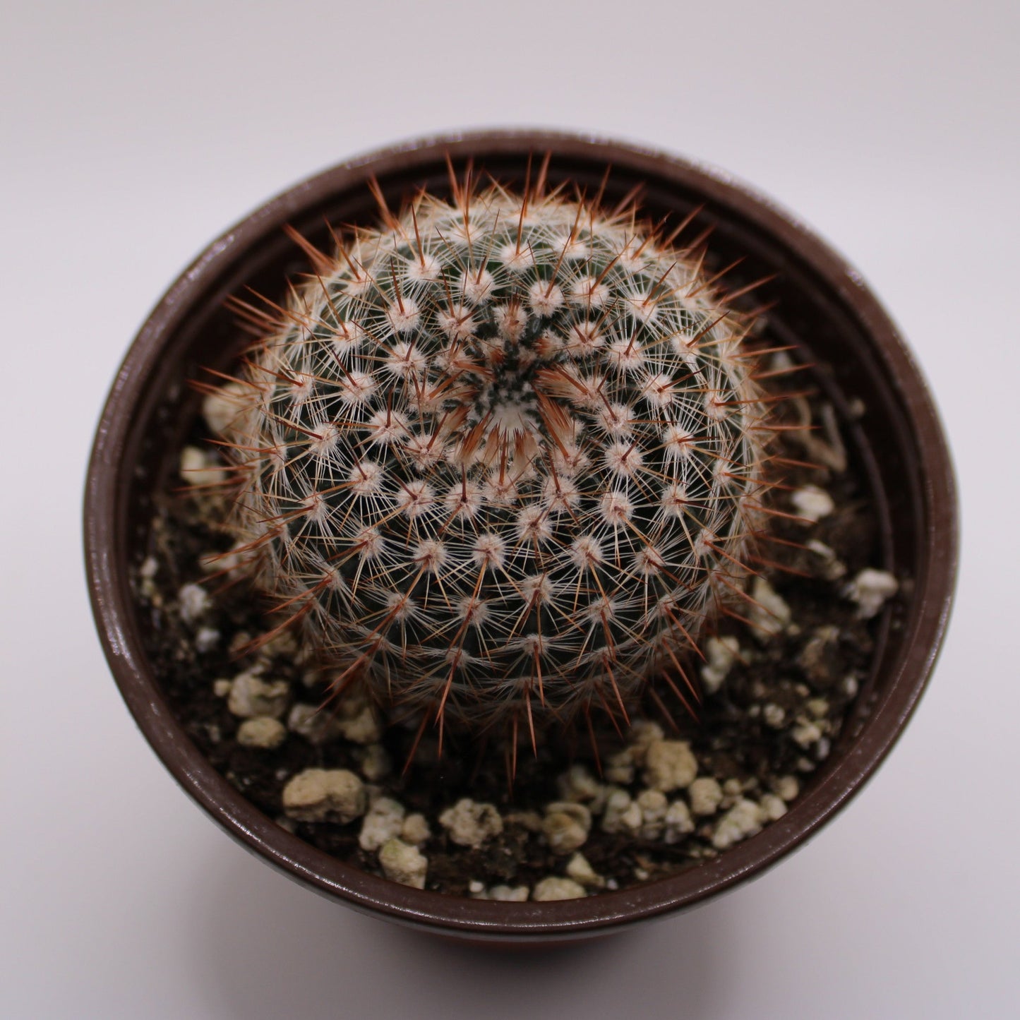 Parodia Silver Ball Cactus