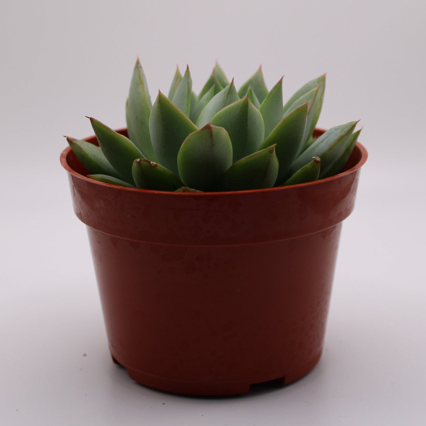 Echeveria Parva