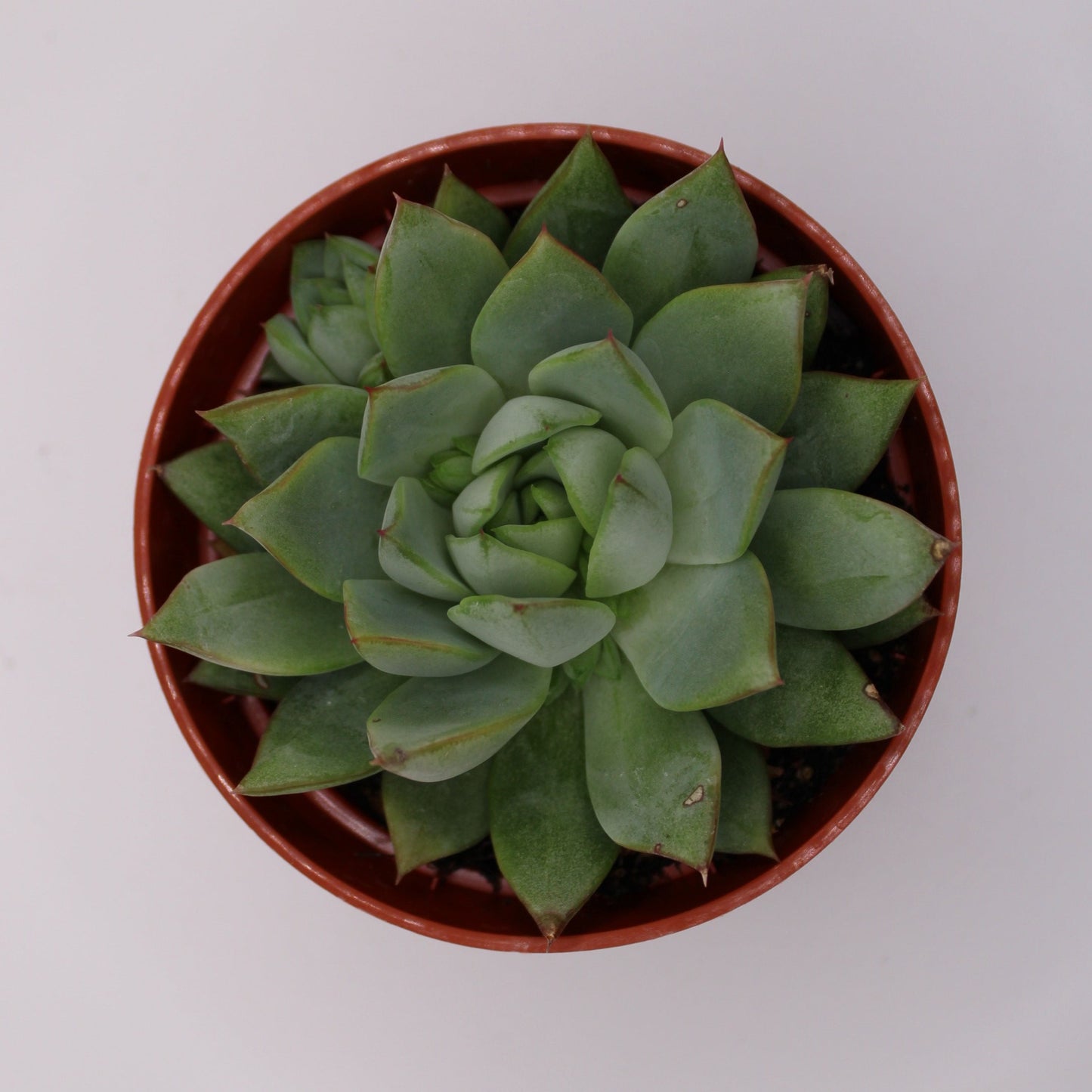 Echeveria Parva