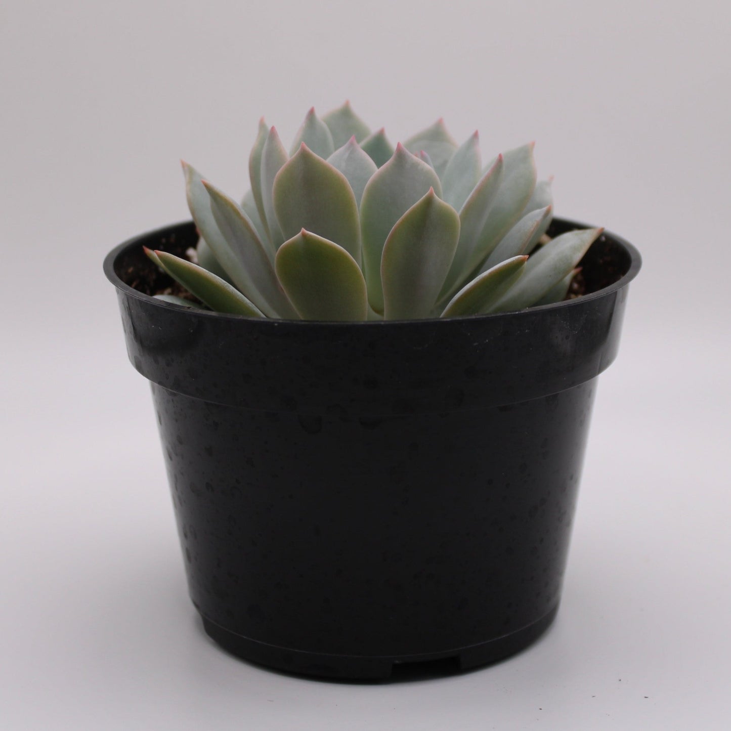 Echeveria Peacockii