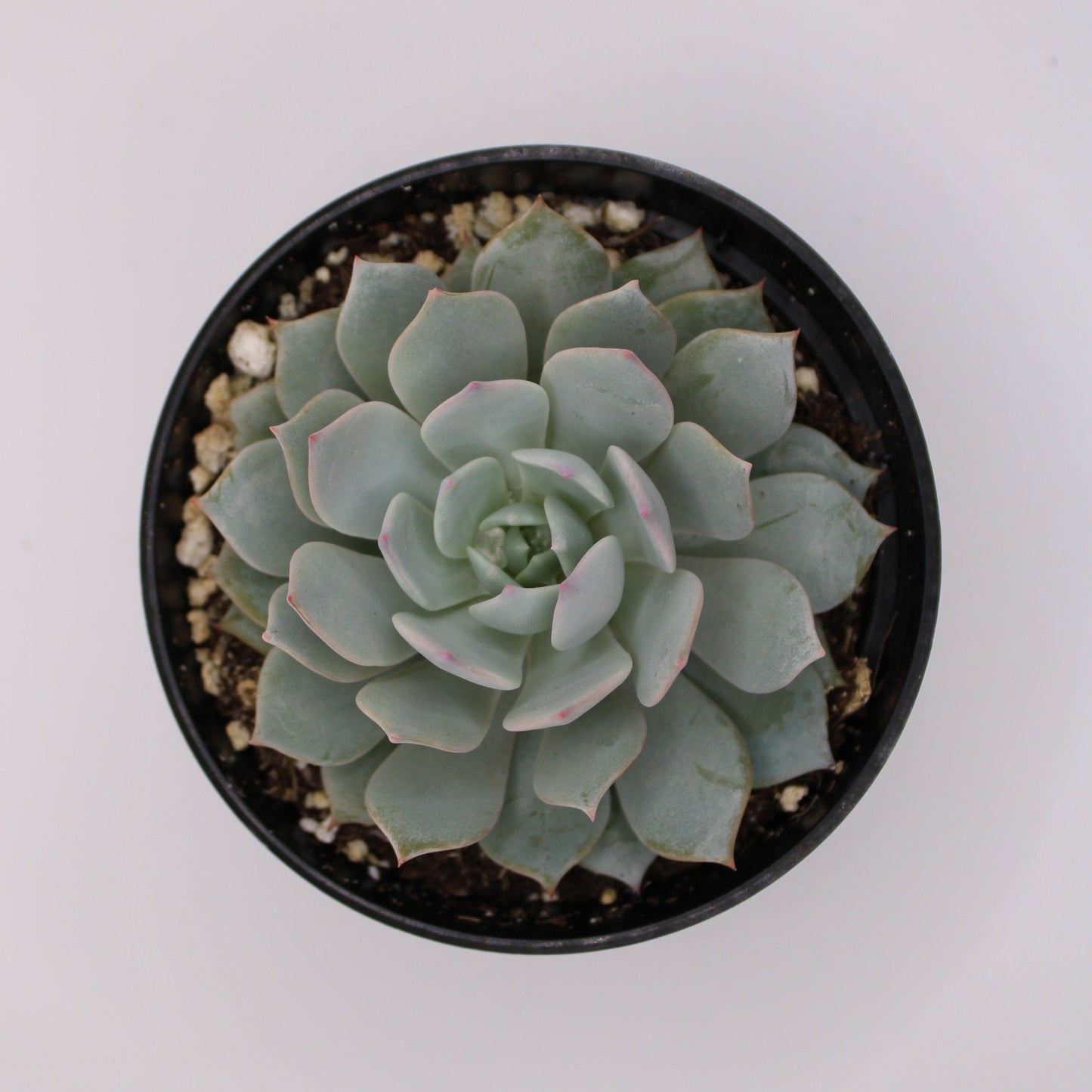 Echeveria Peacockii