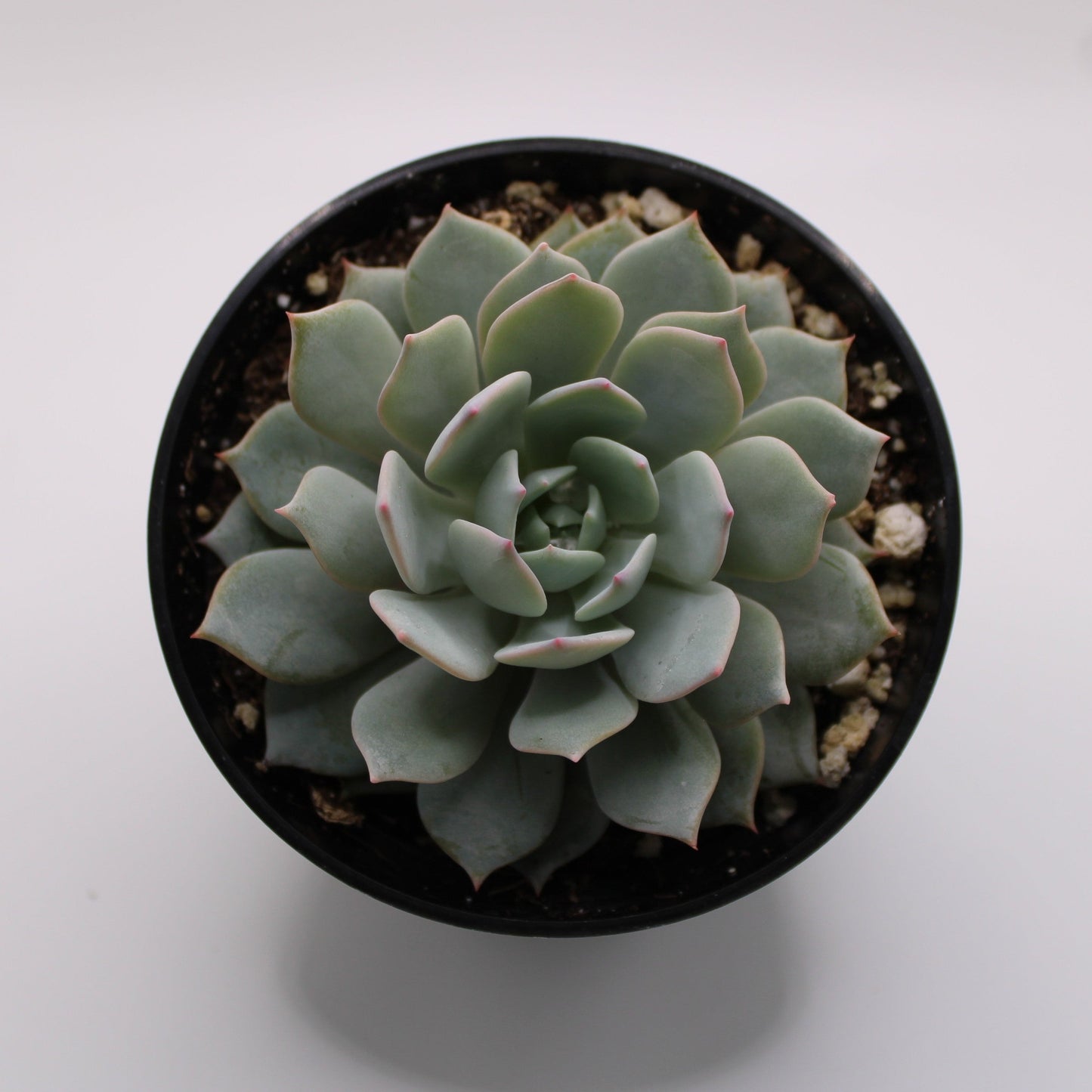 Echeveria Peacockii