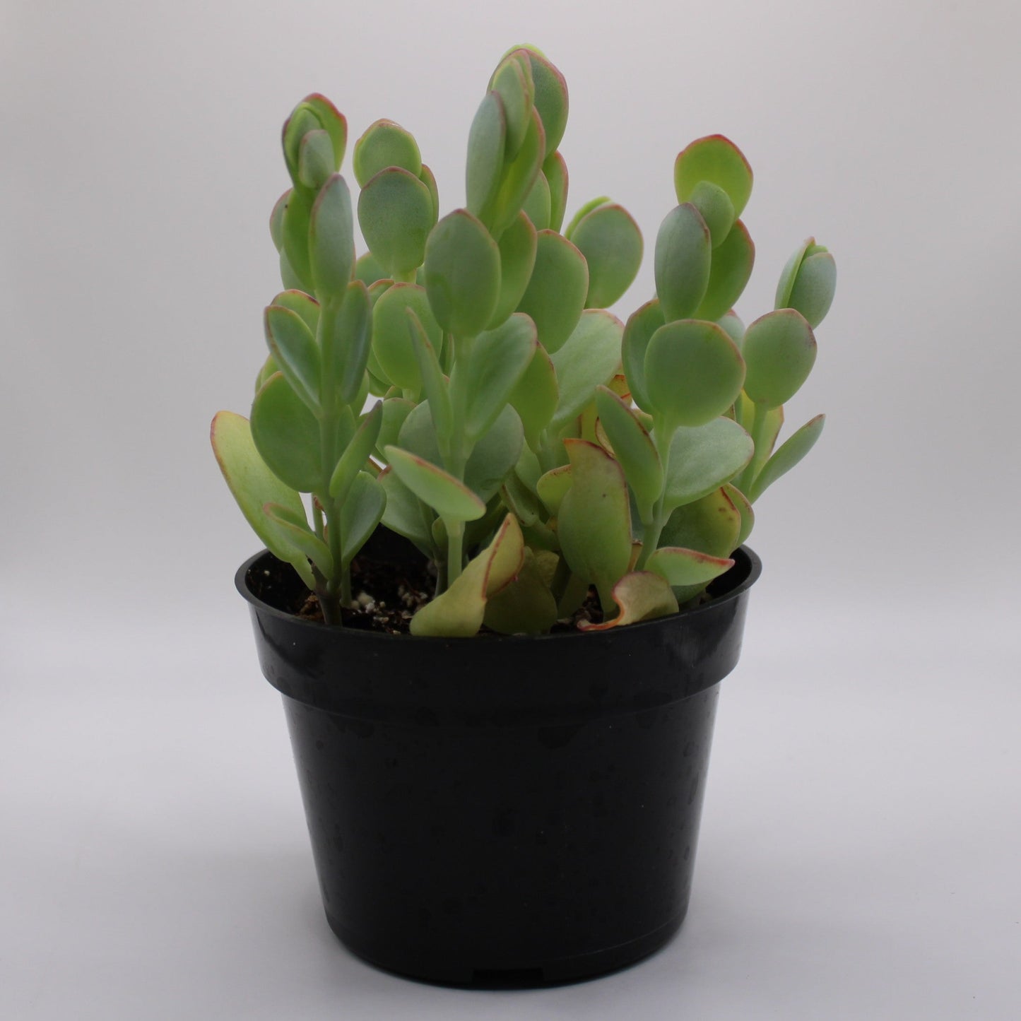 Kalanchoe Marnieriana