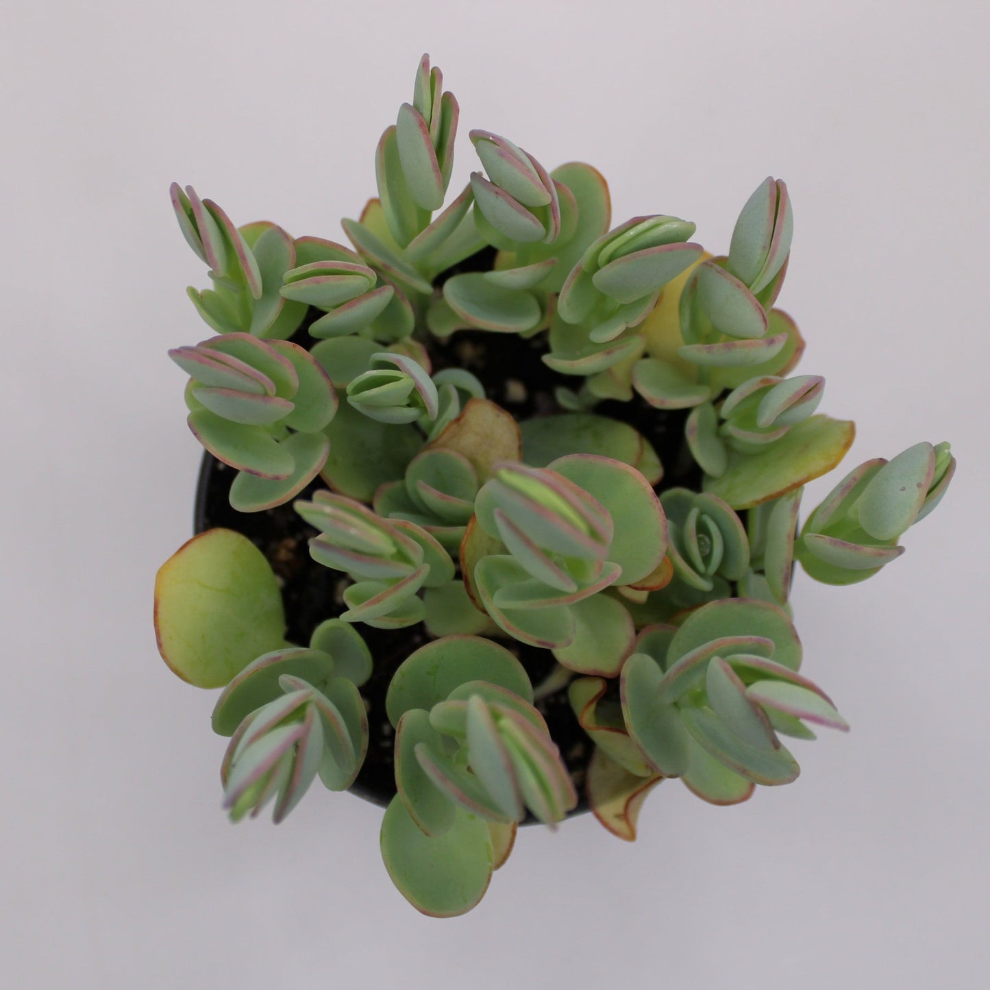 Kalanchoe Marnieriana