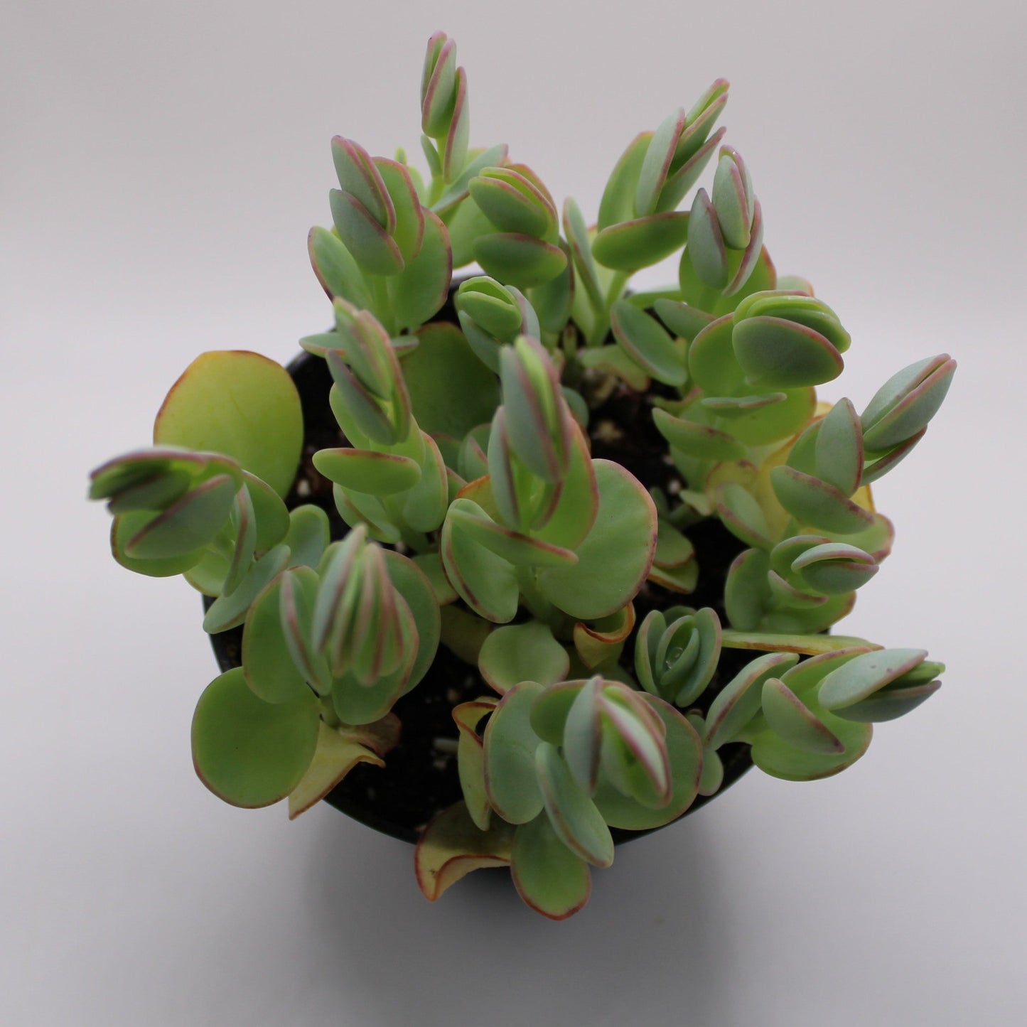 Kalanchoe Marnieriana