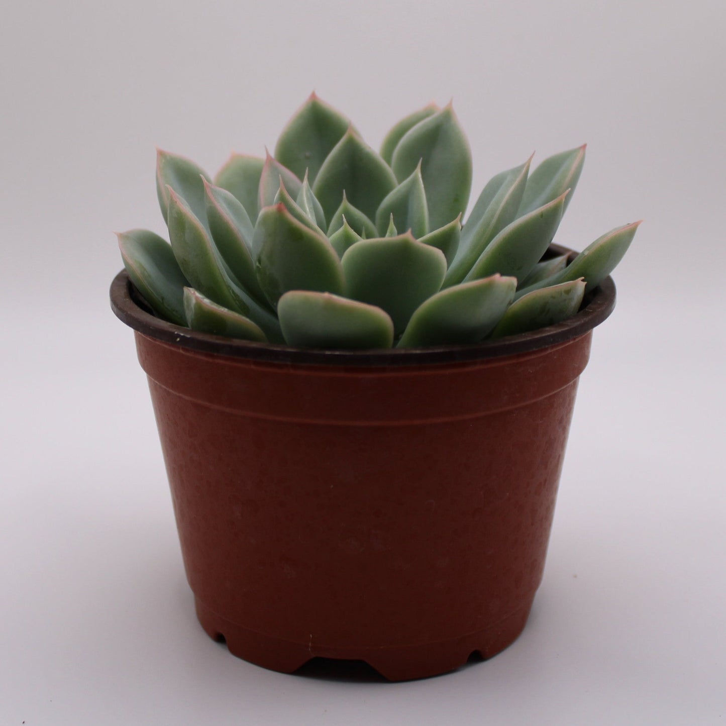 Echeveria Light Green