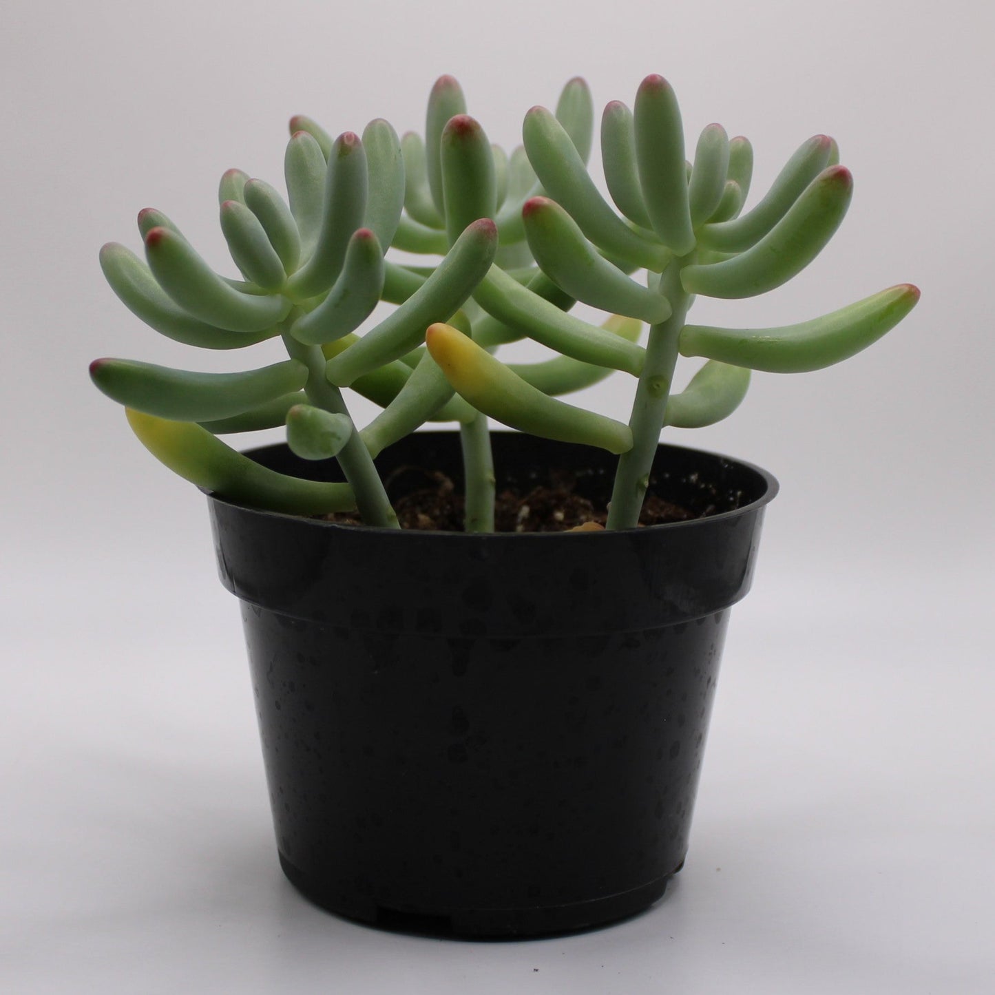 Sedum Jelly Beans