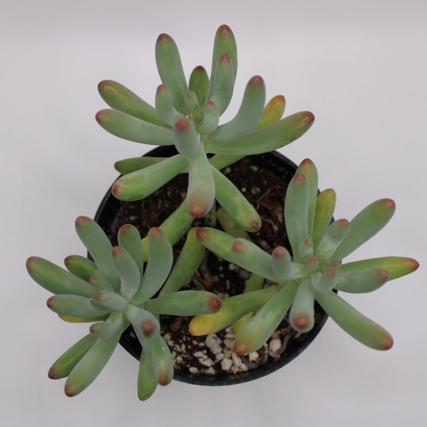 Sedum Jelly Beans