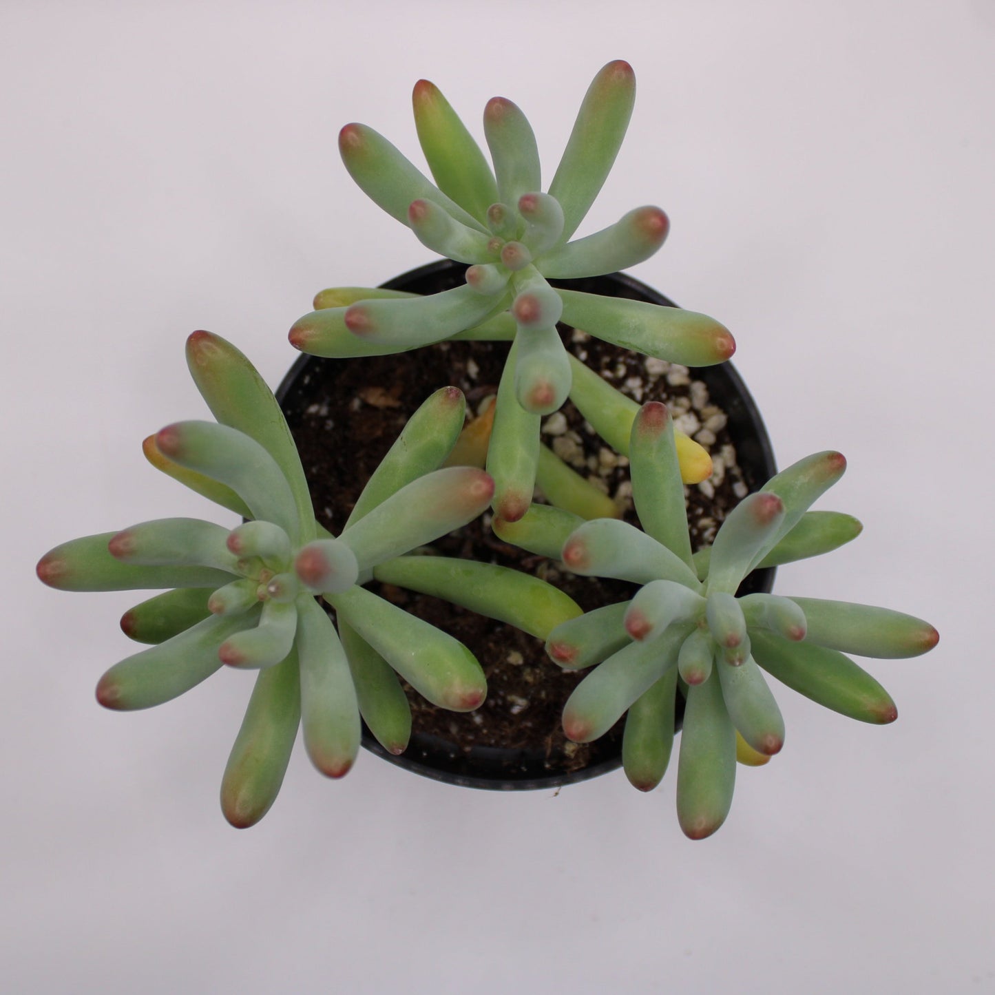 Sedum Jelly Beans