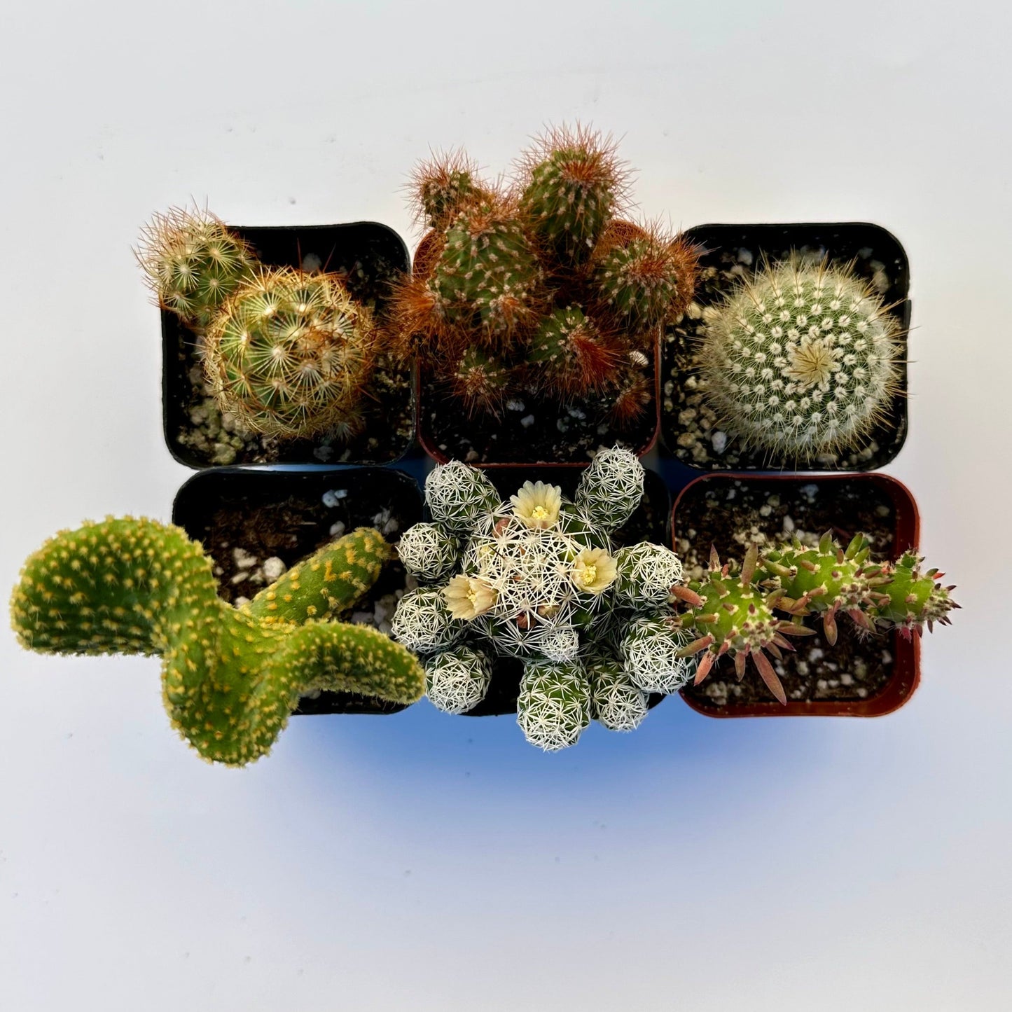 Cactus Bundle