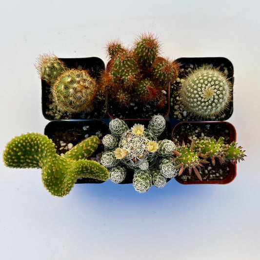 Cactus Bundle